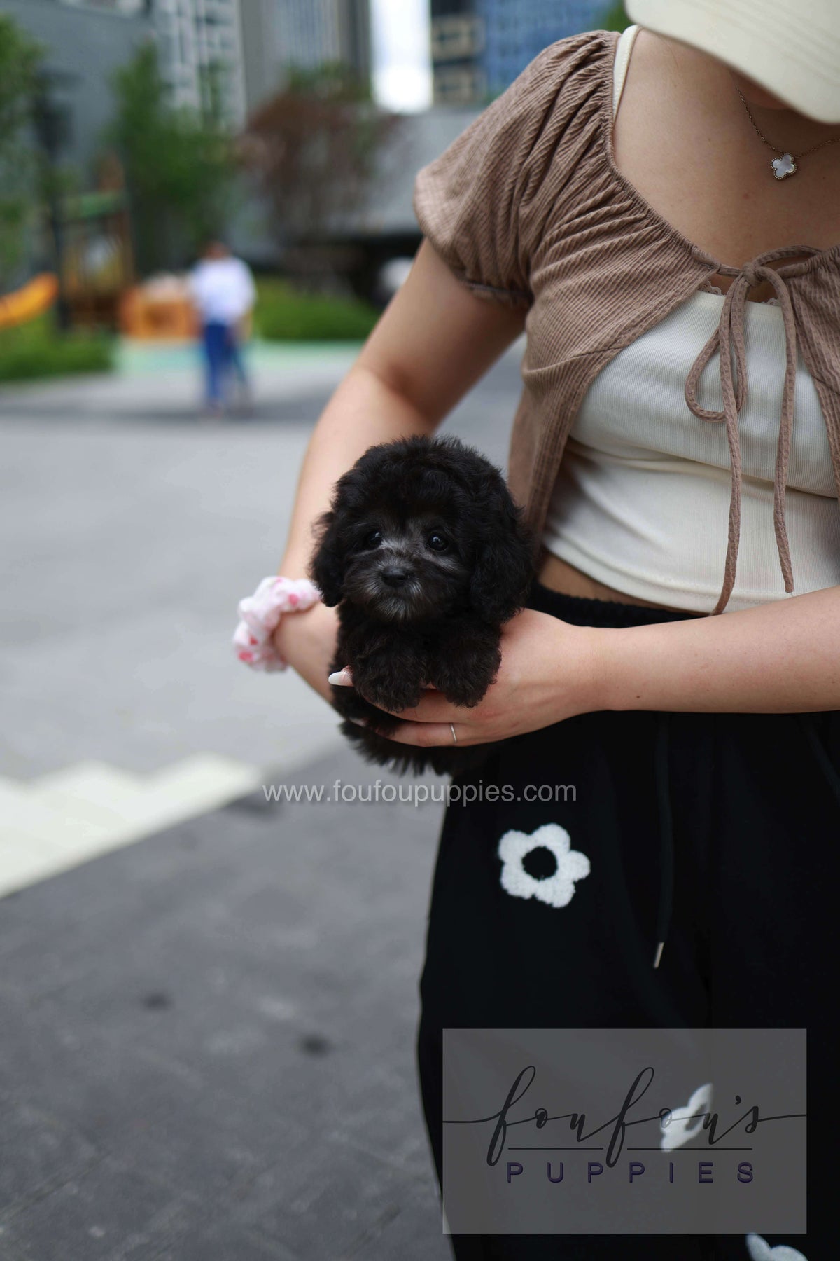 Dahlia - Poodle F.