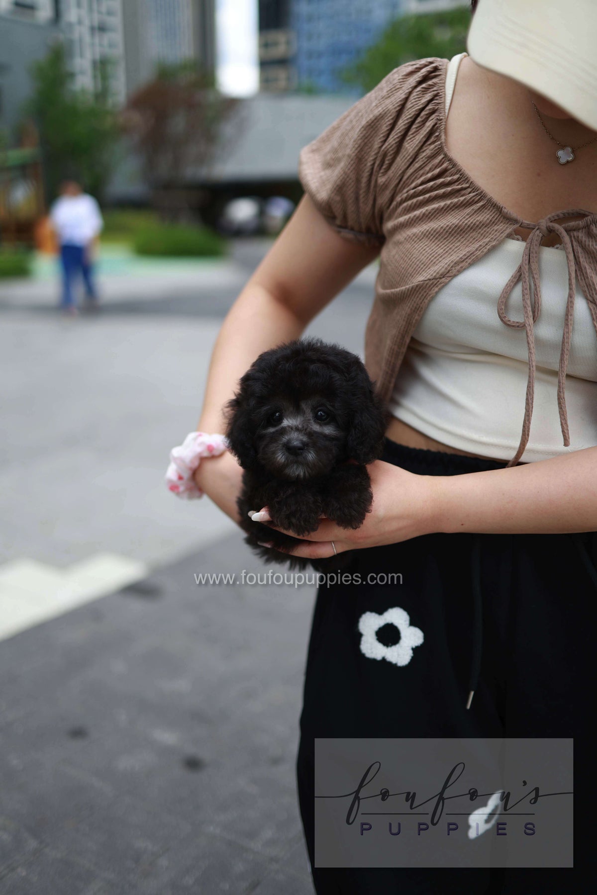 Dahlia - Poodle F.