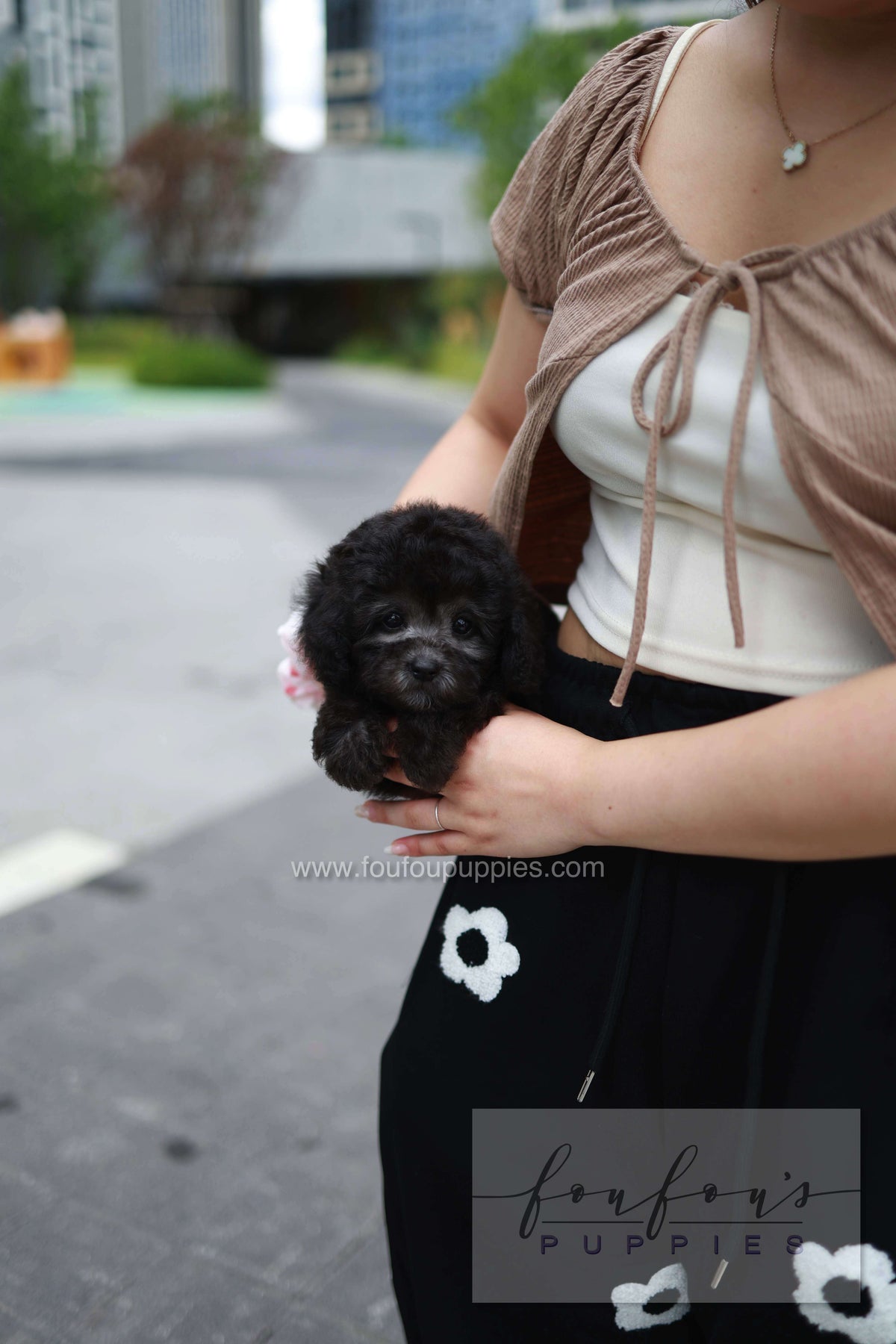 Dahlia - Poodle F.