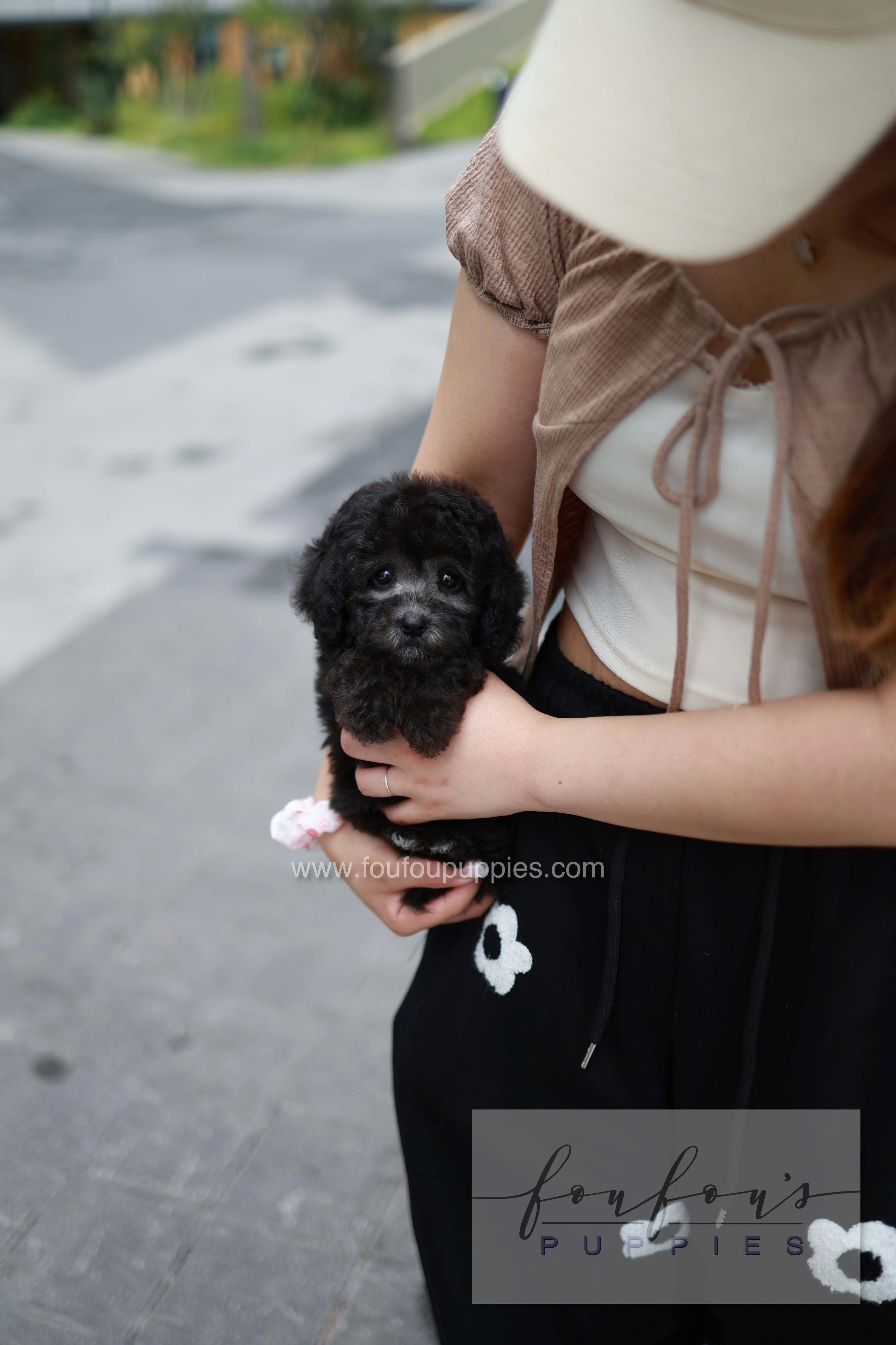 Dahlia - Poodle F.