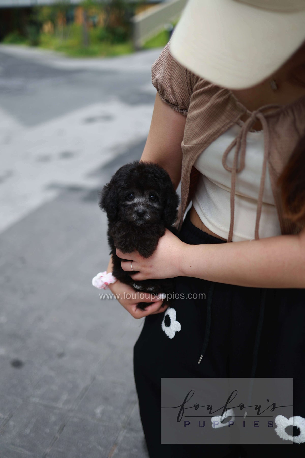 Dahlia - Poodle F.