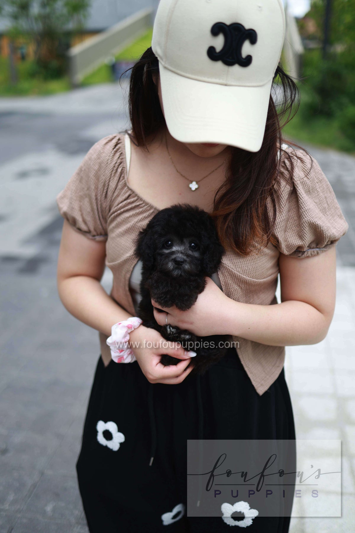 Dahlia - Poodle F.