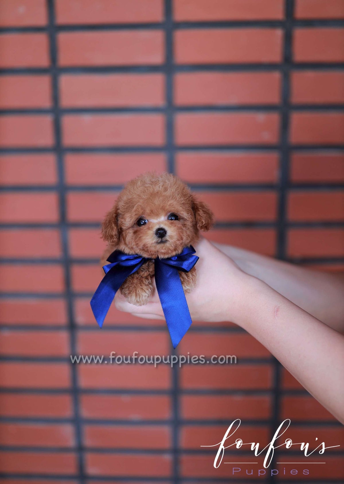 Suki - Poodle M.