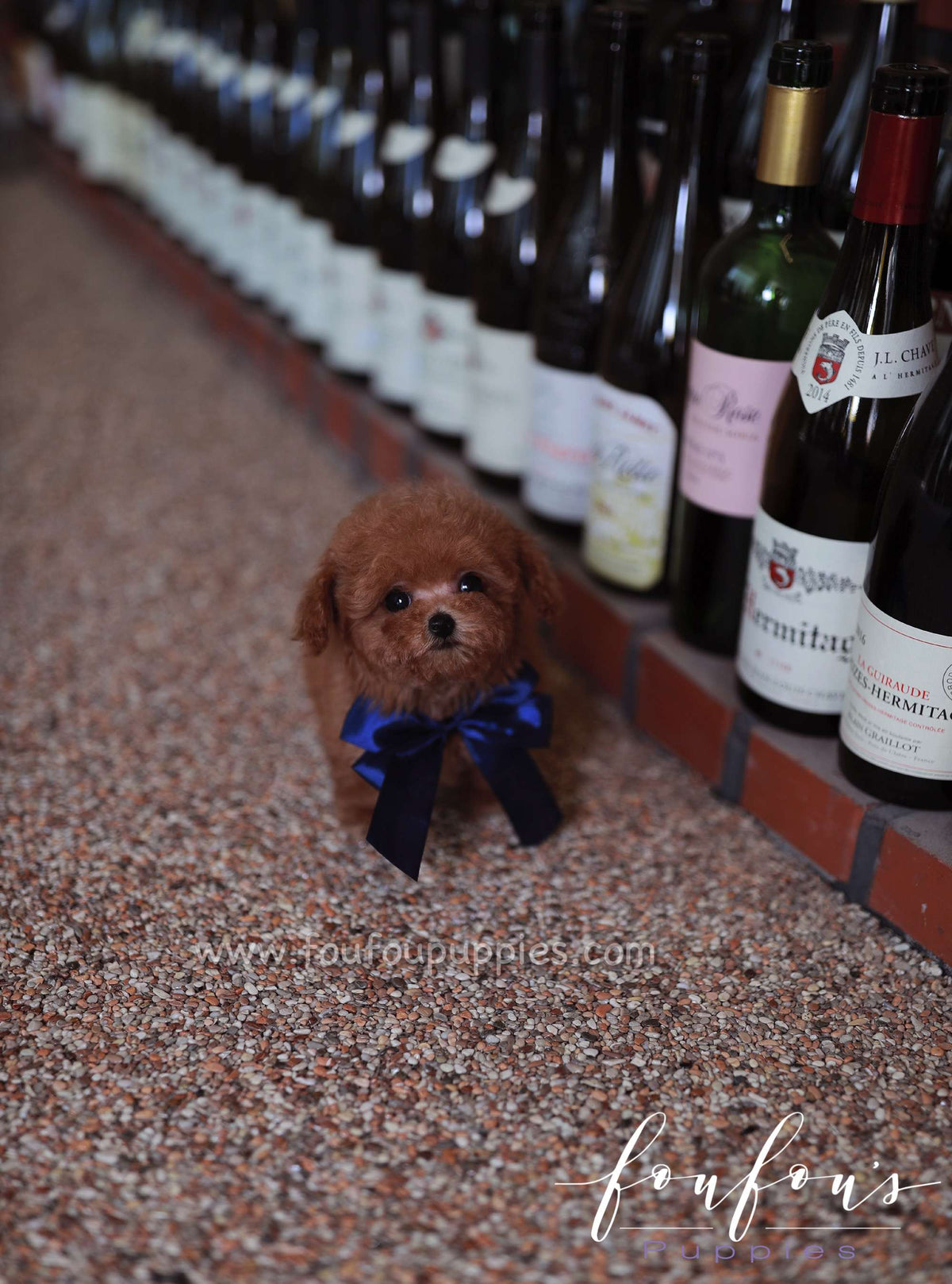 Suki - Poodle M.
