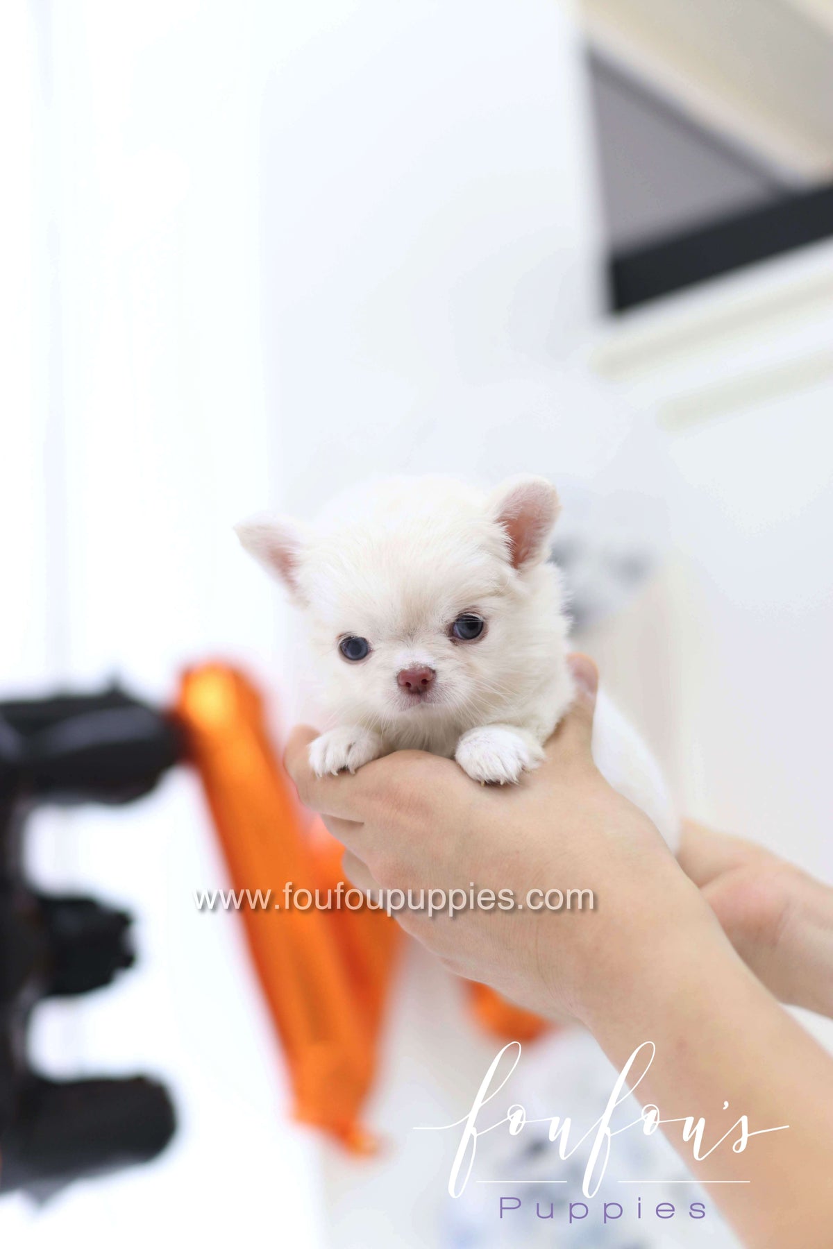 Flake - Chihuahua F.