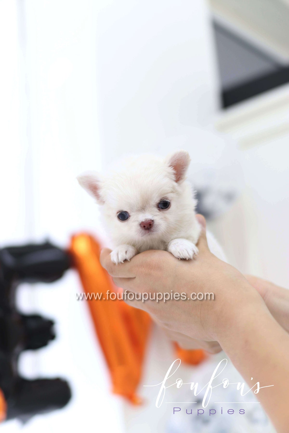 Flake - Chihuahua F.