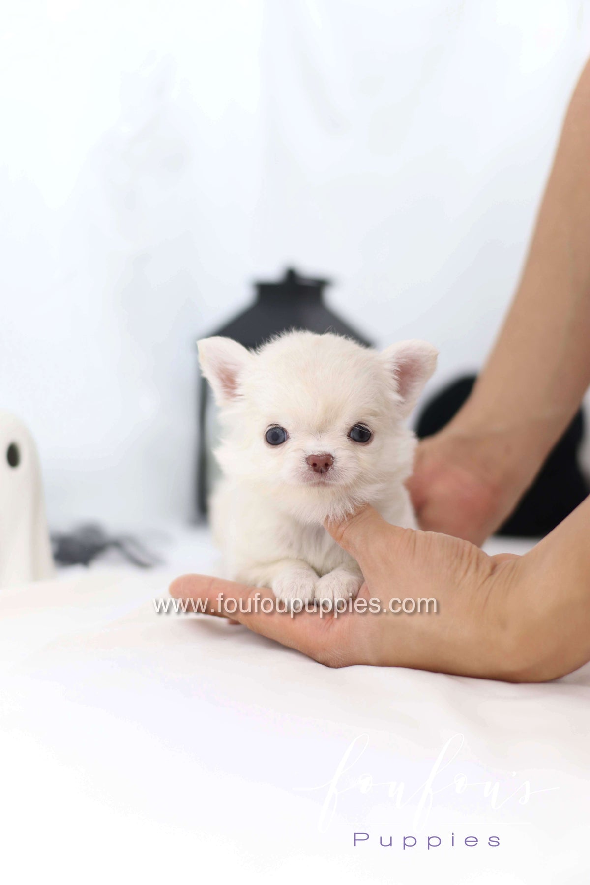Flake - Chihuahua F.