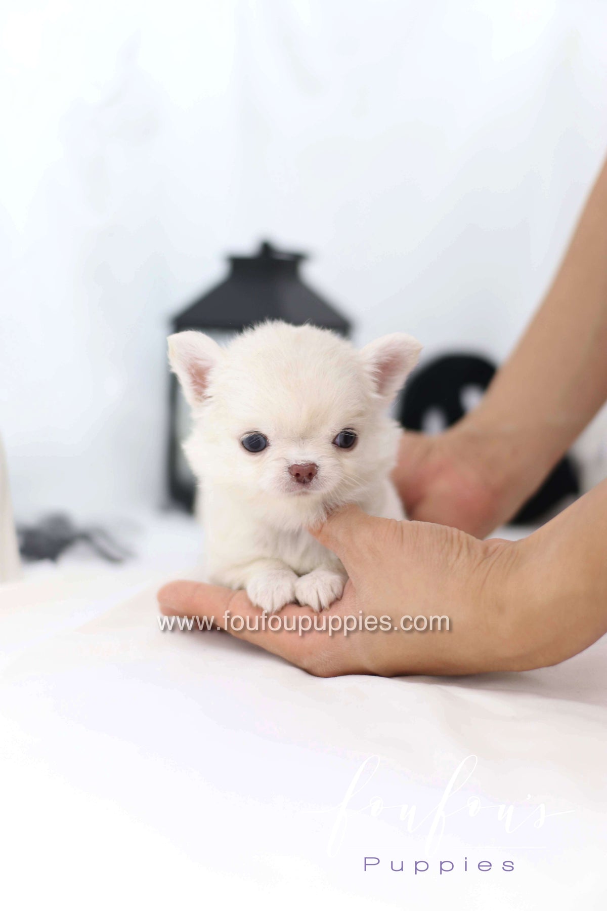 Flake - Chihuahua F.