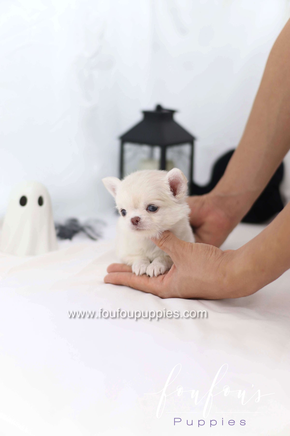 Flake - Chihuahua F.