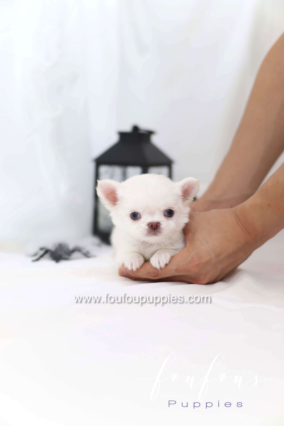 Snow - Chihuahua M.