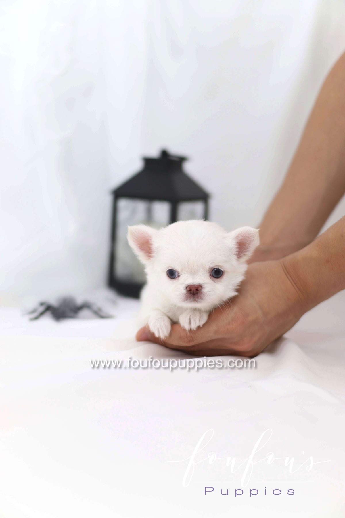 Snow - Chihuahua M.