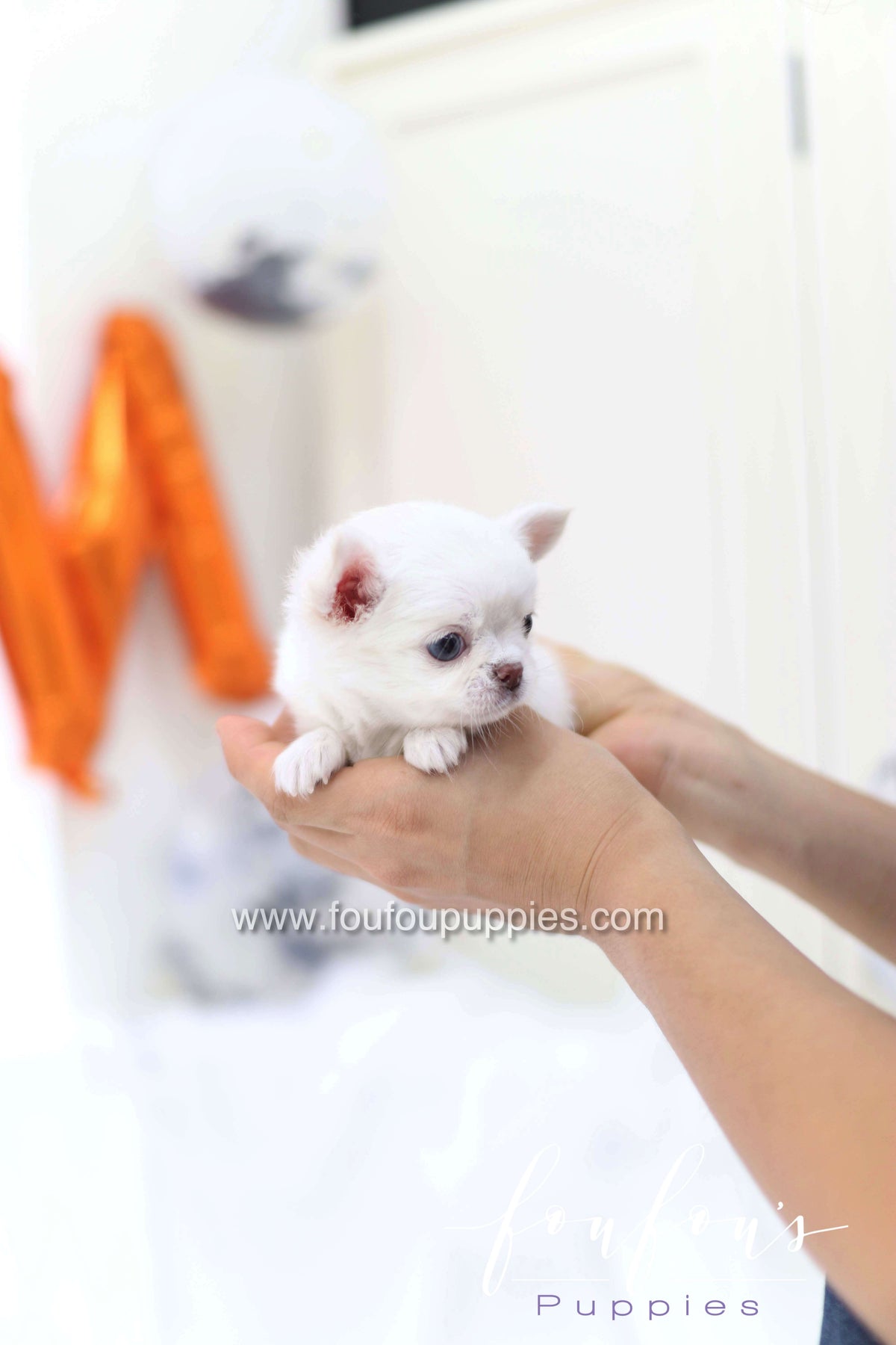 Snow - Chihuahua M.