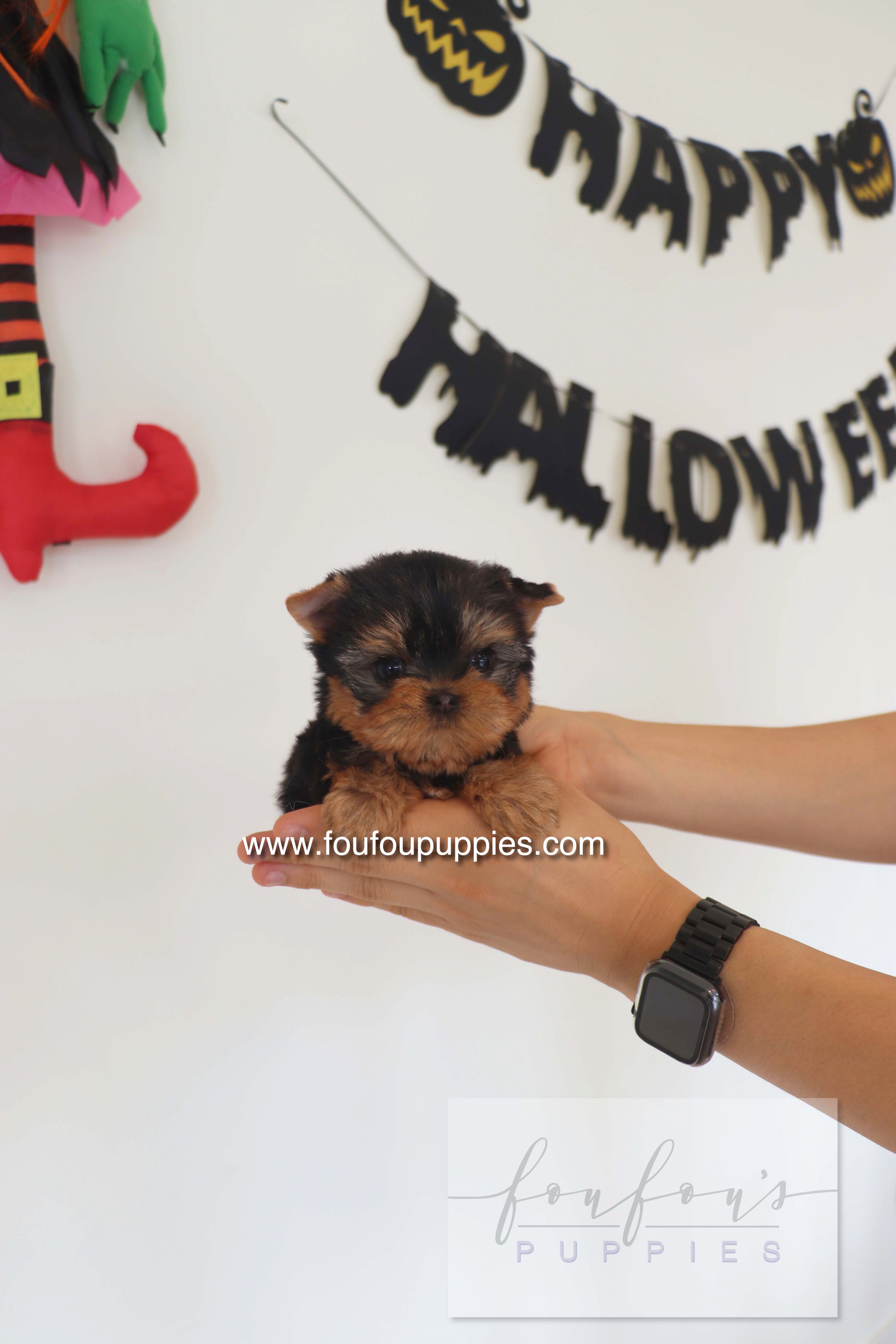 Chérie - Yorkshire Terrier F.