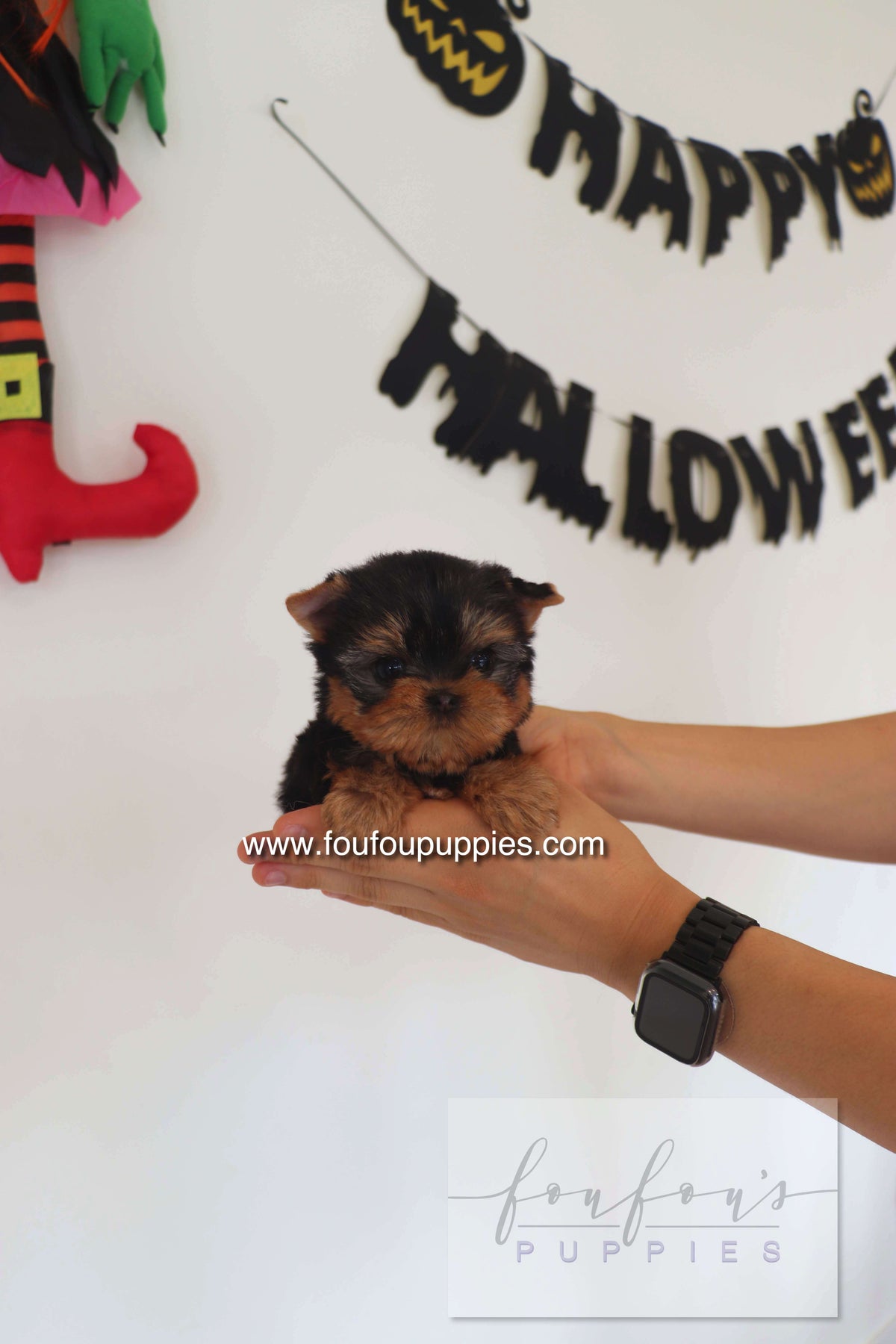 Chérie - Yorkshire Terrier F.
