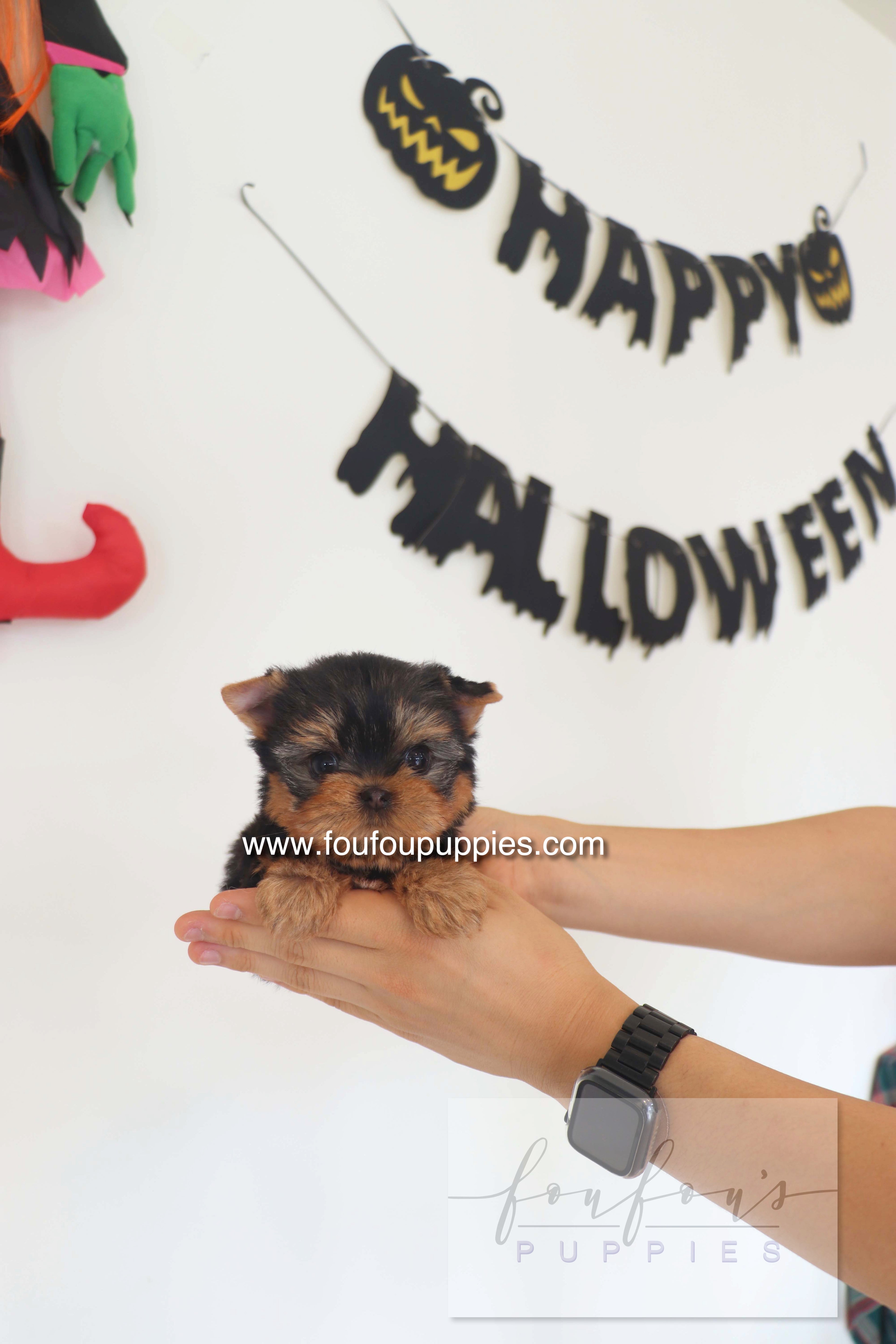 Chérie - Yorkshire Terrier F.