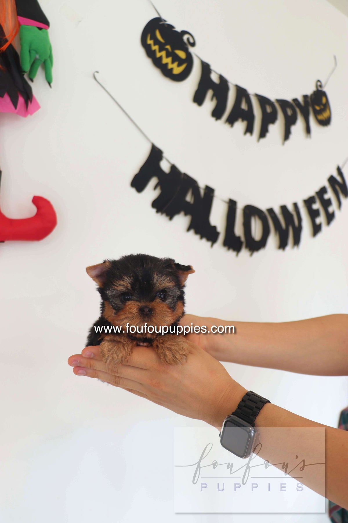 Chérie - Yorkshire Terrier F.