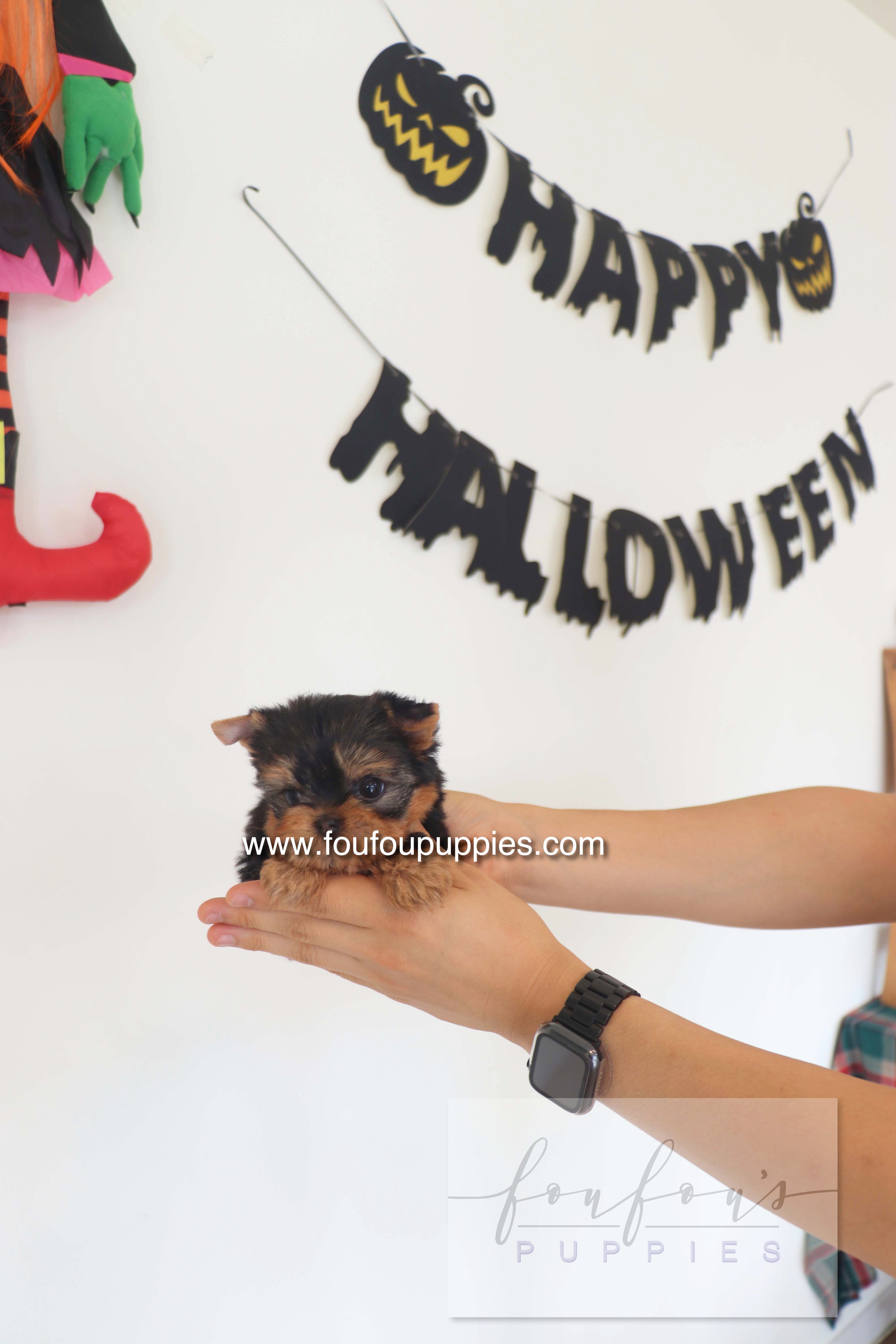 Chérie - Yorkshire Terrier F.