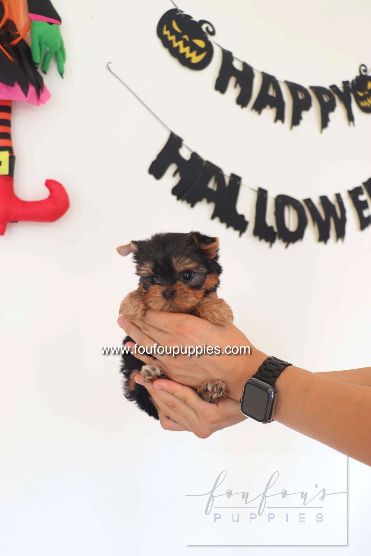 Chérie - Yorkshire Terrier F.