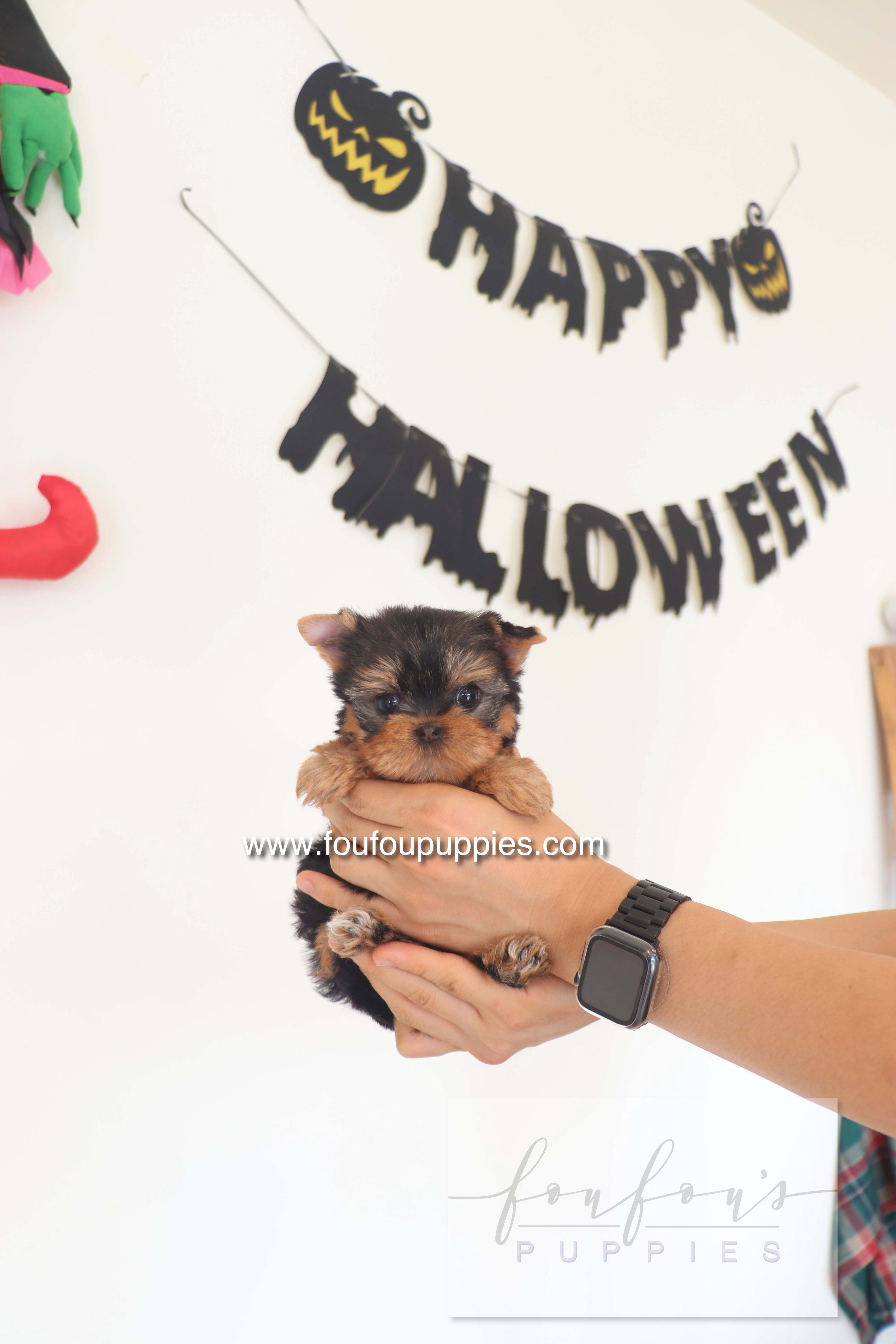 Chérie - Yorkshire Terrier F.