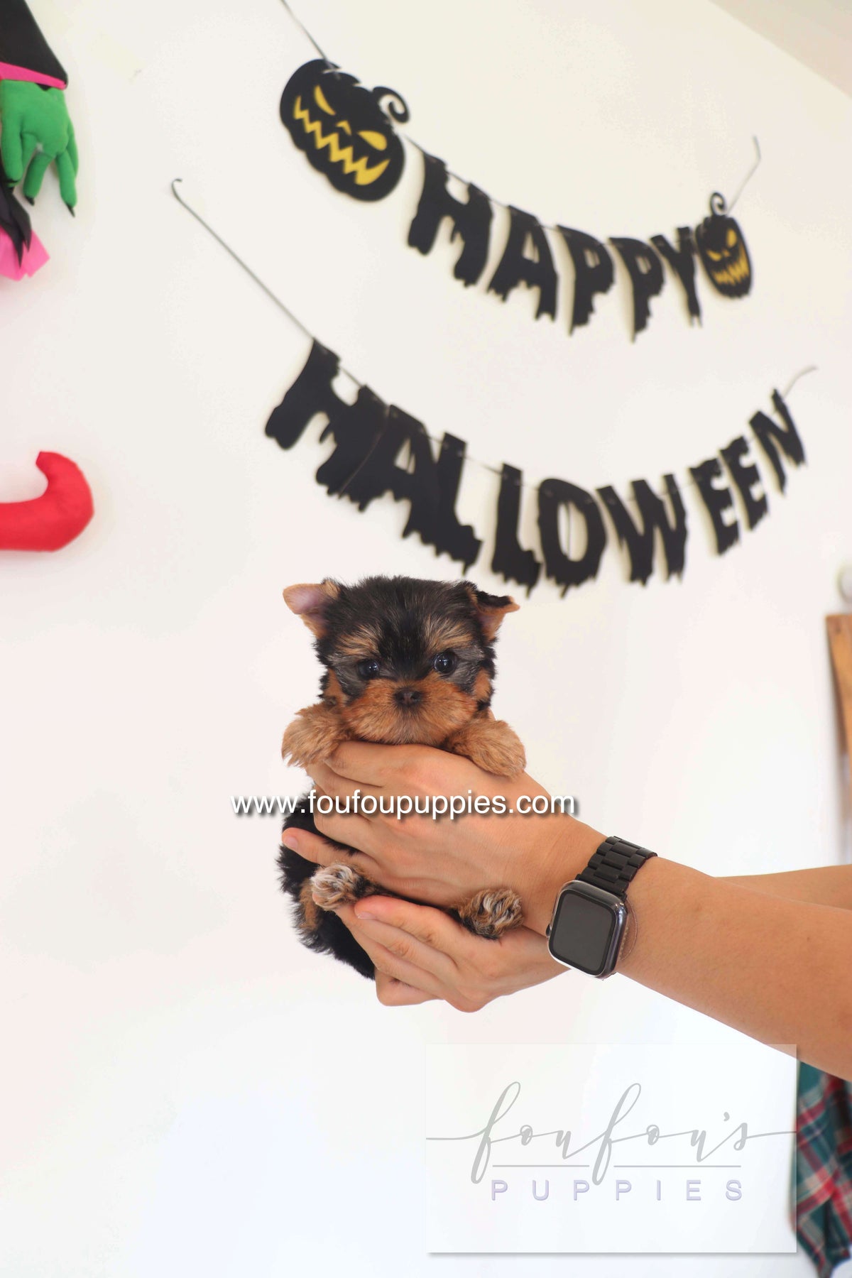 Chérie - Yorkshire Terrier F.