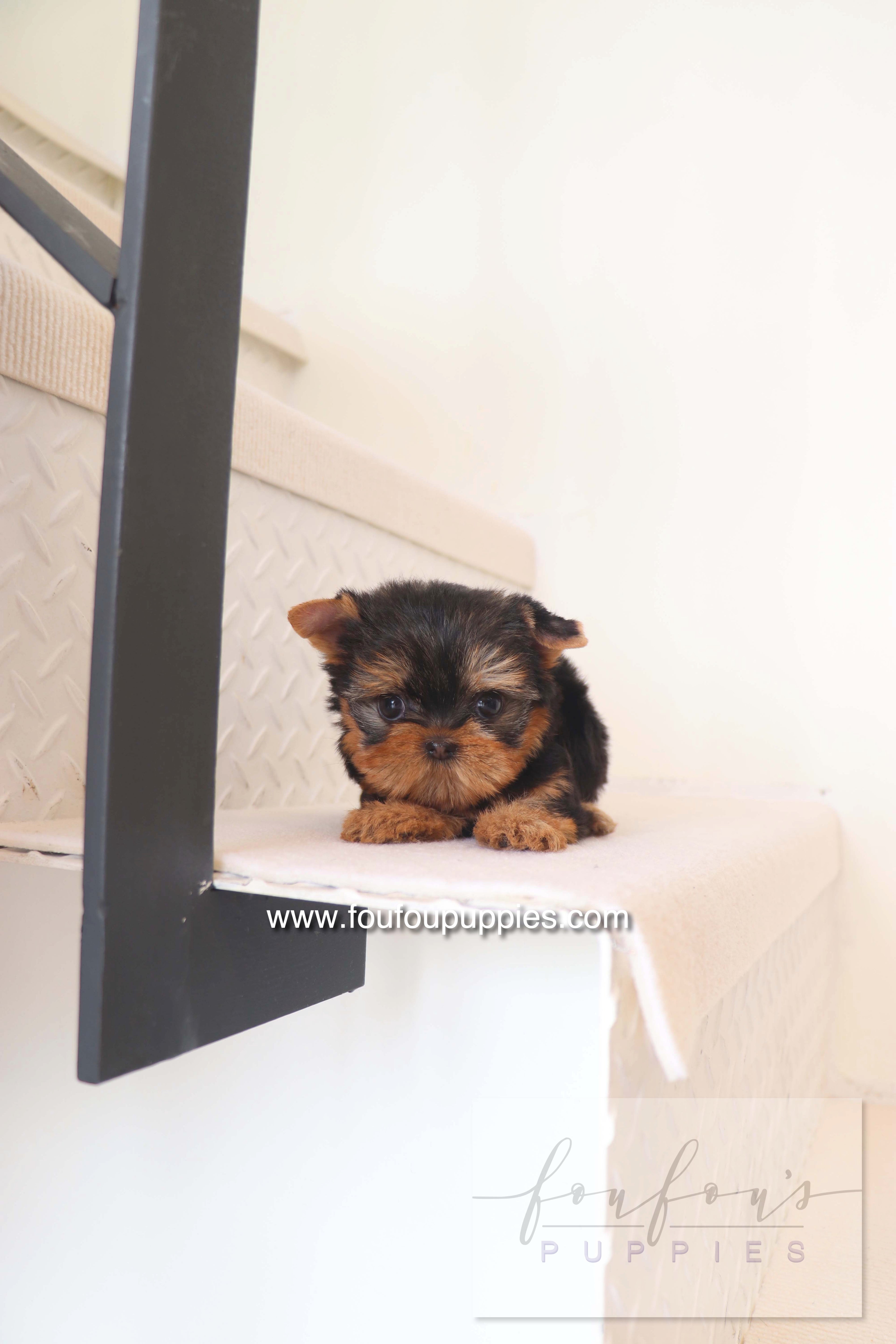 Chérie - Yorkshire Terrier F.