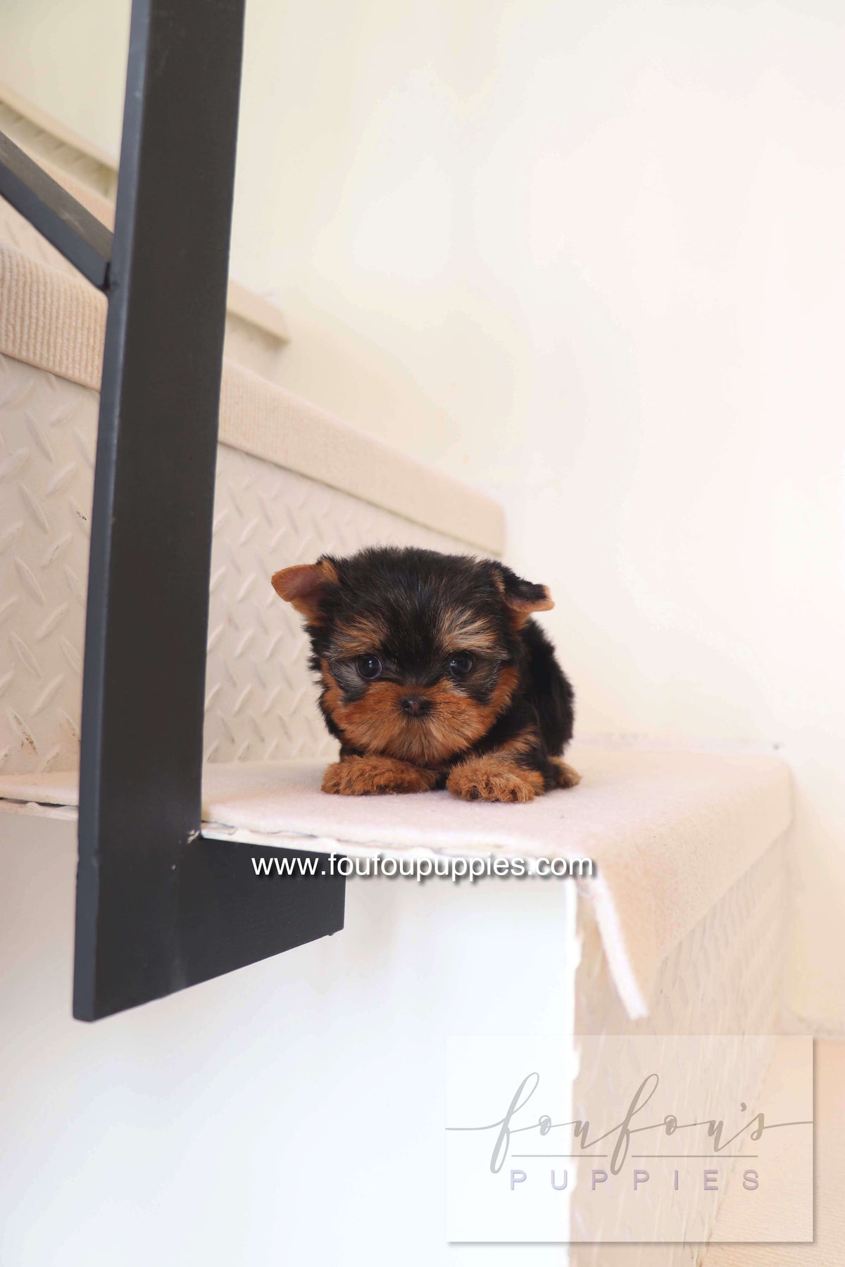 Chérie - Yorkshire Terrier F.