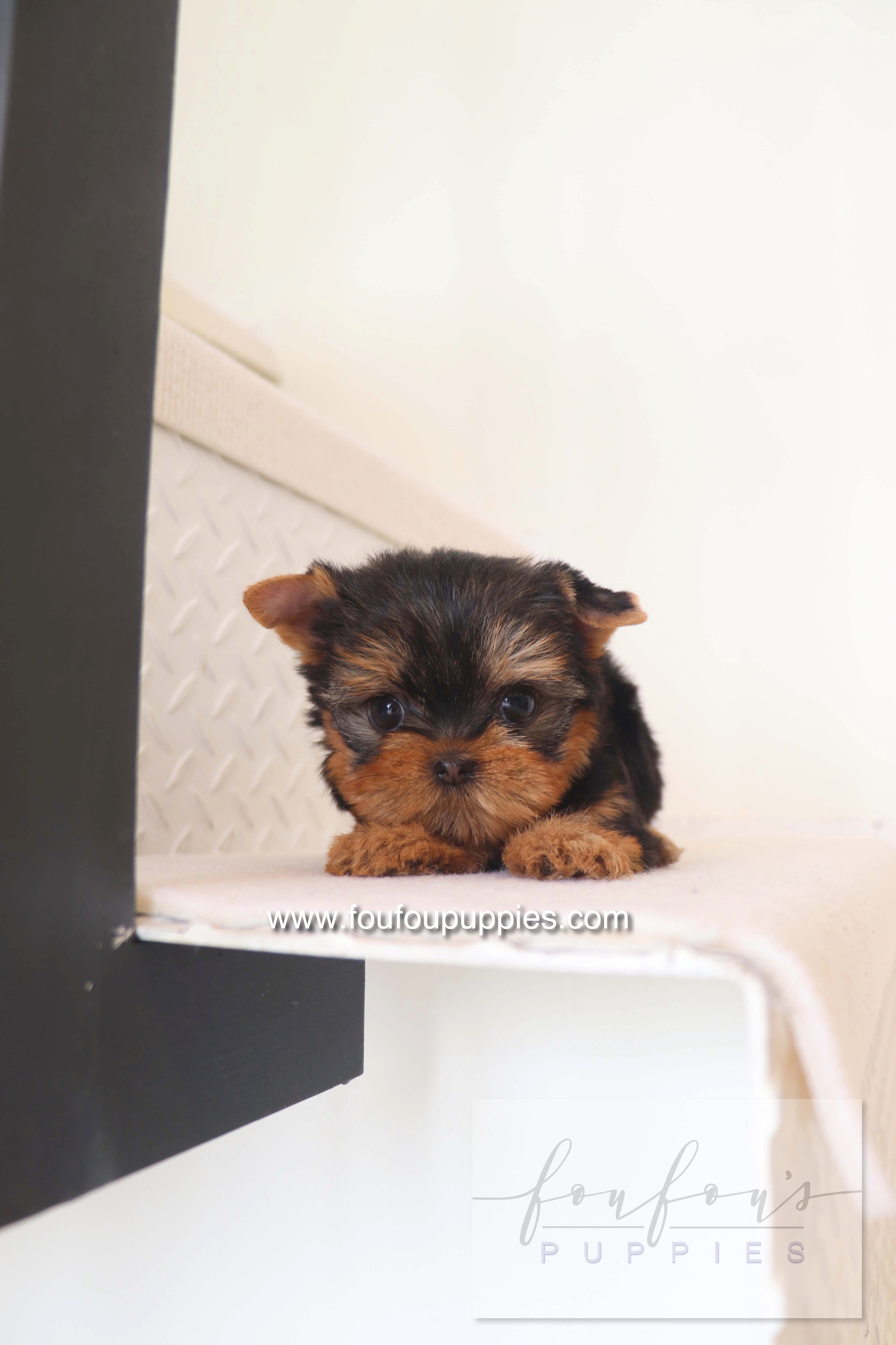 Chérie - Yorkshire Terrier F.