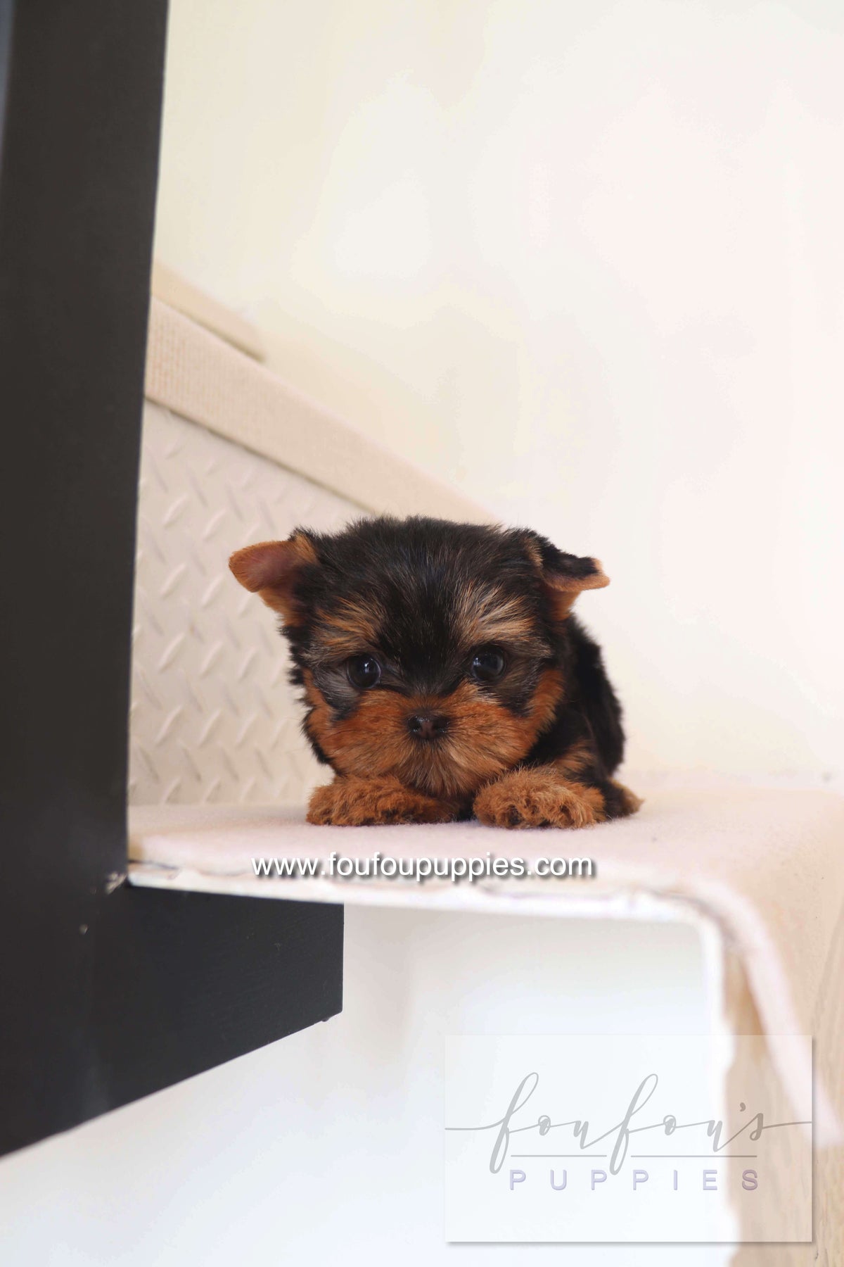 Chérie - Yorkshire Terrier F.
