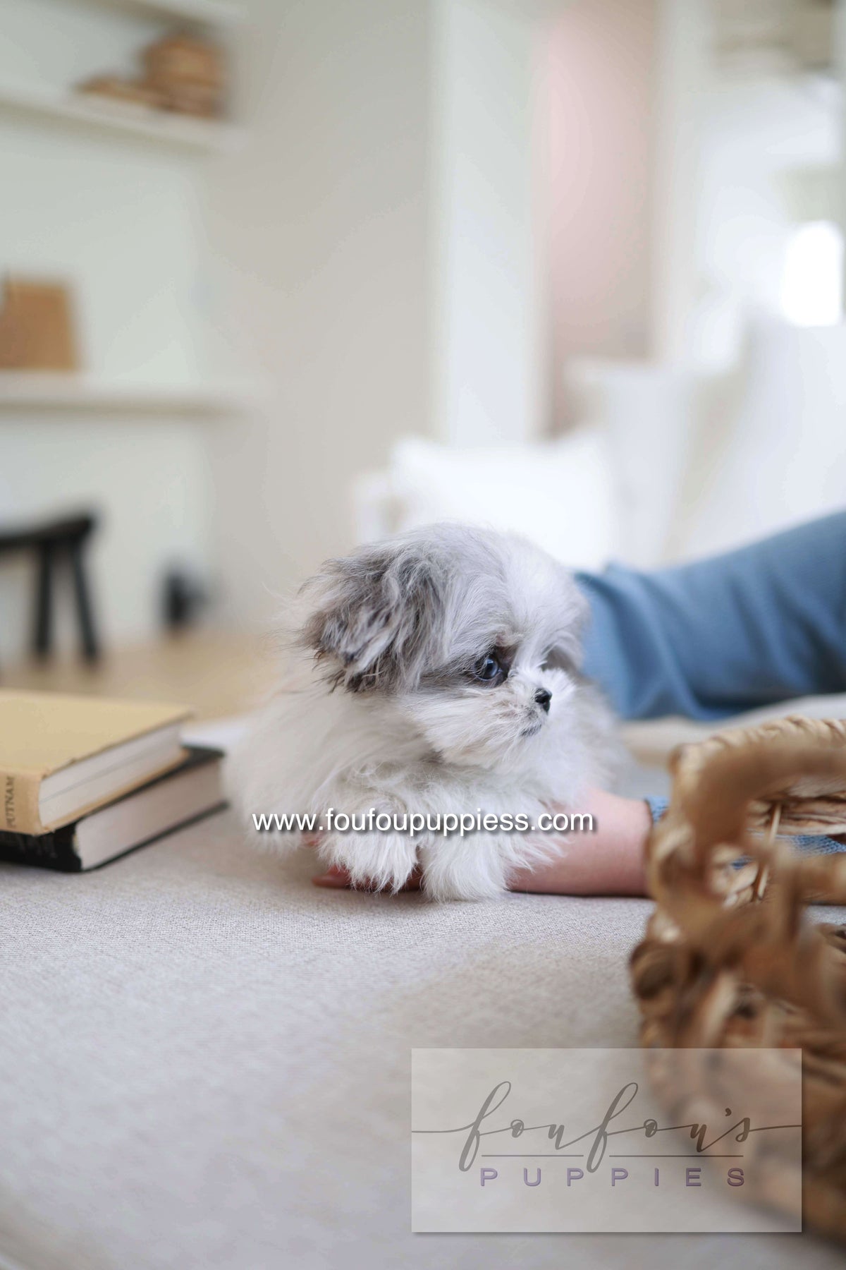 Loki - Maltipoo M.