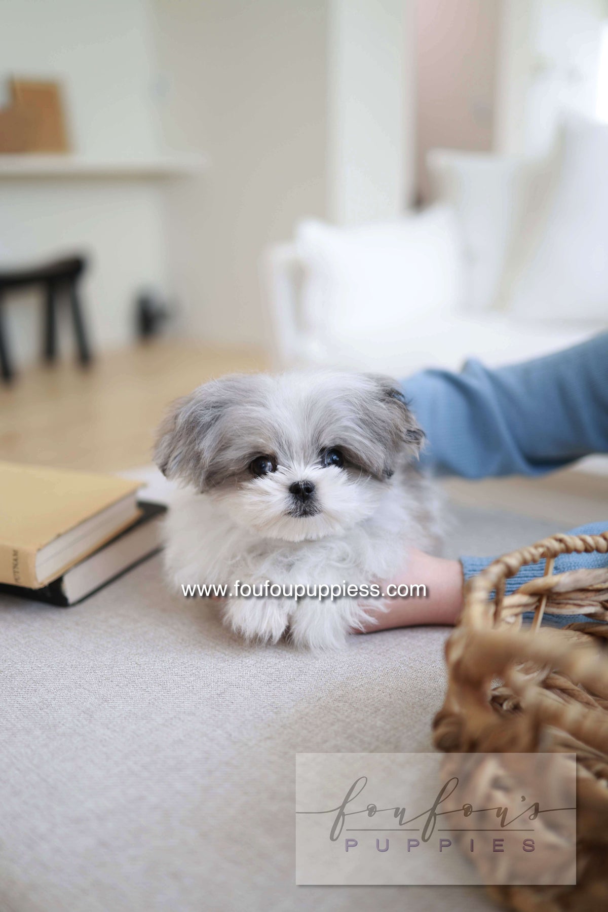 Loki - Maltipoo M.