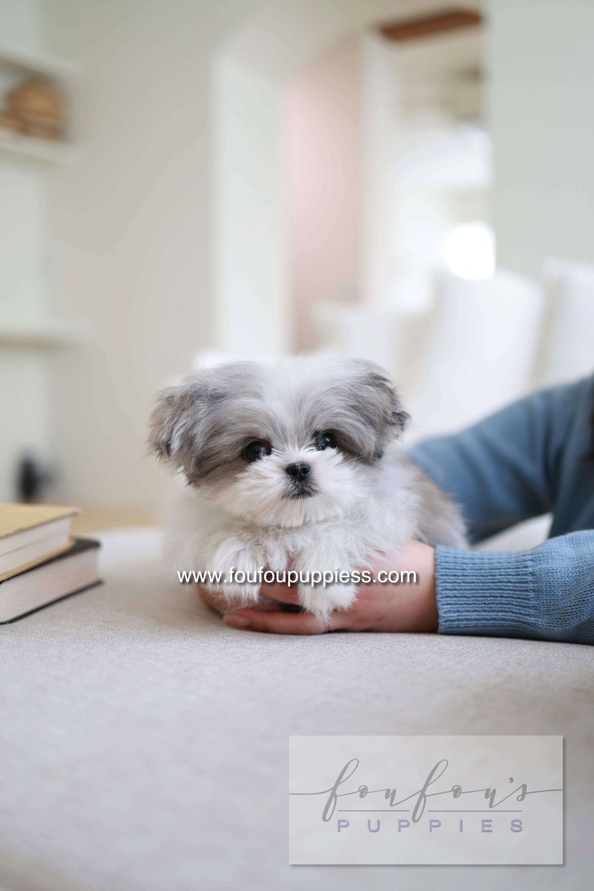 Loki - Maltipoo M.