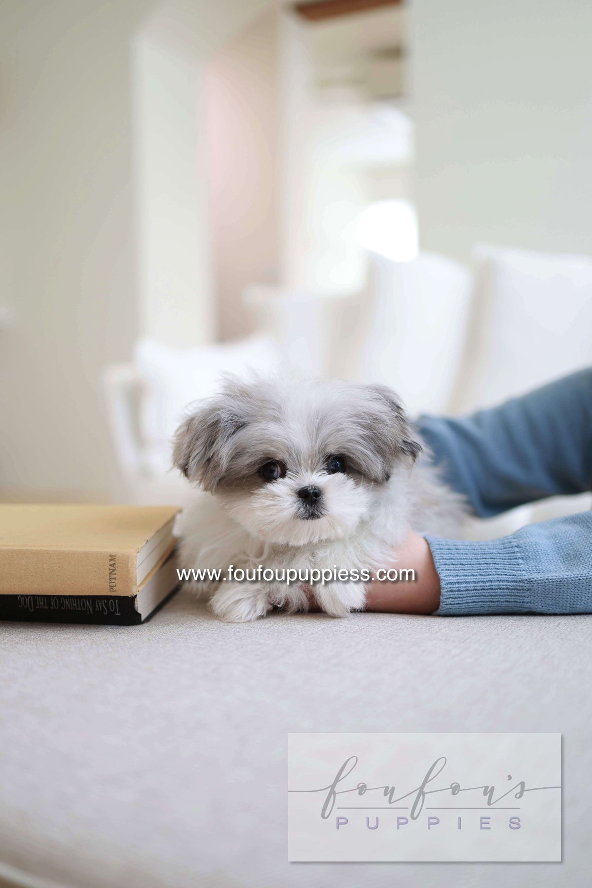 Loki - Maltipoo M.