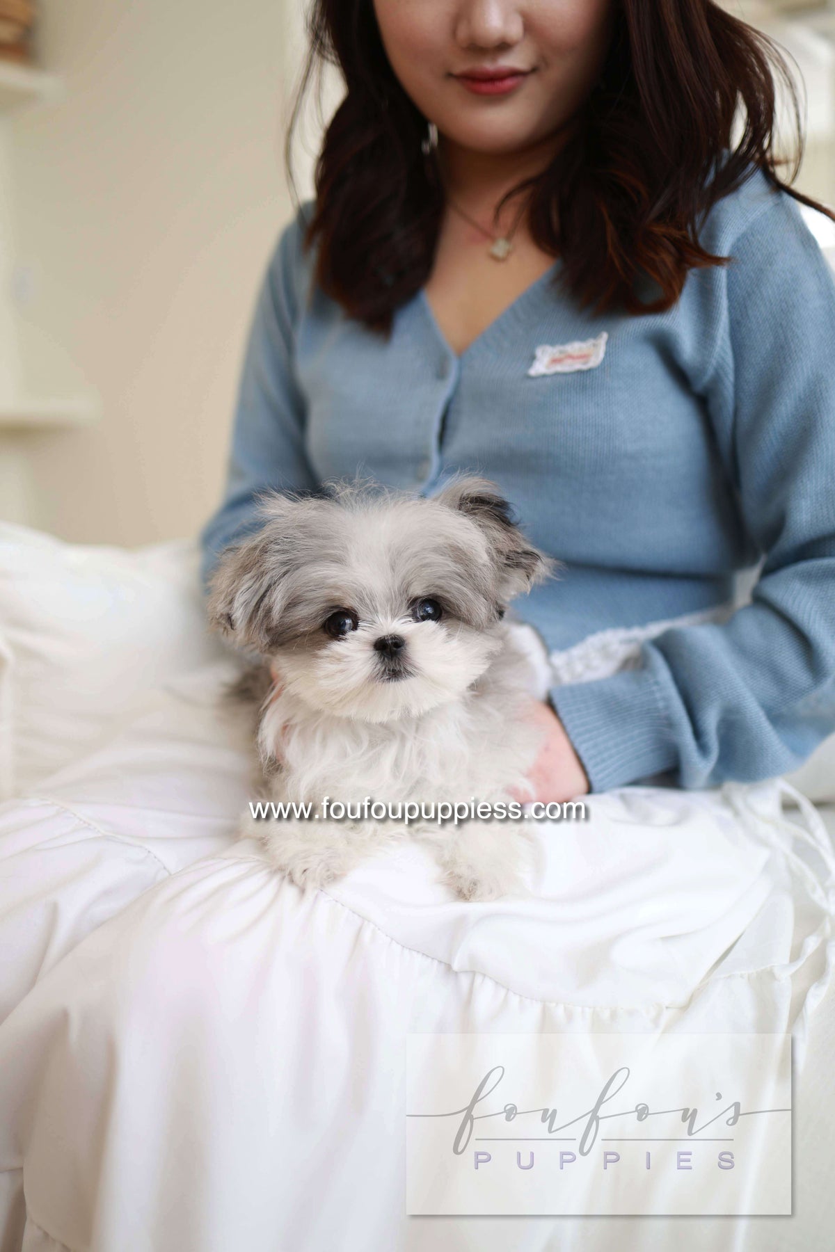 Loki - Maltipoo M.