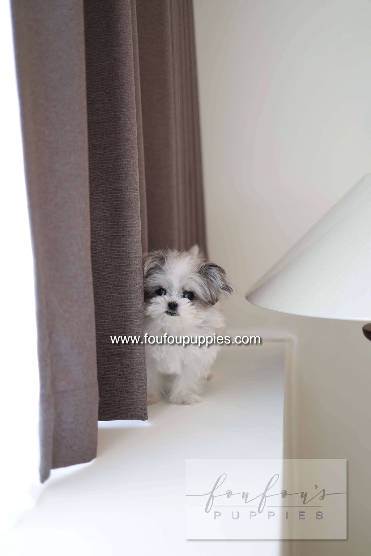Loki - Maltipoo M.