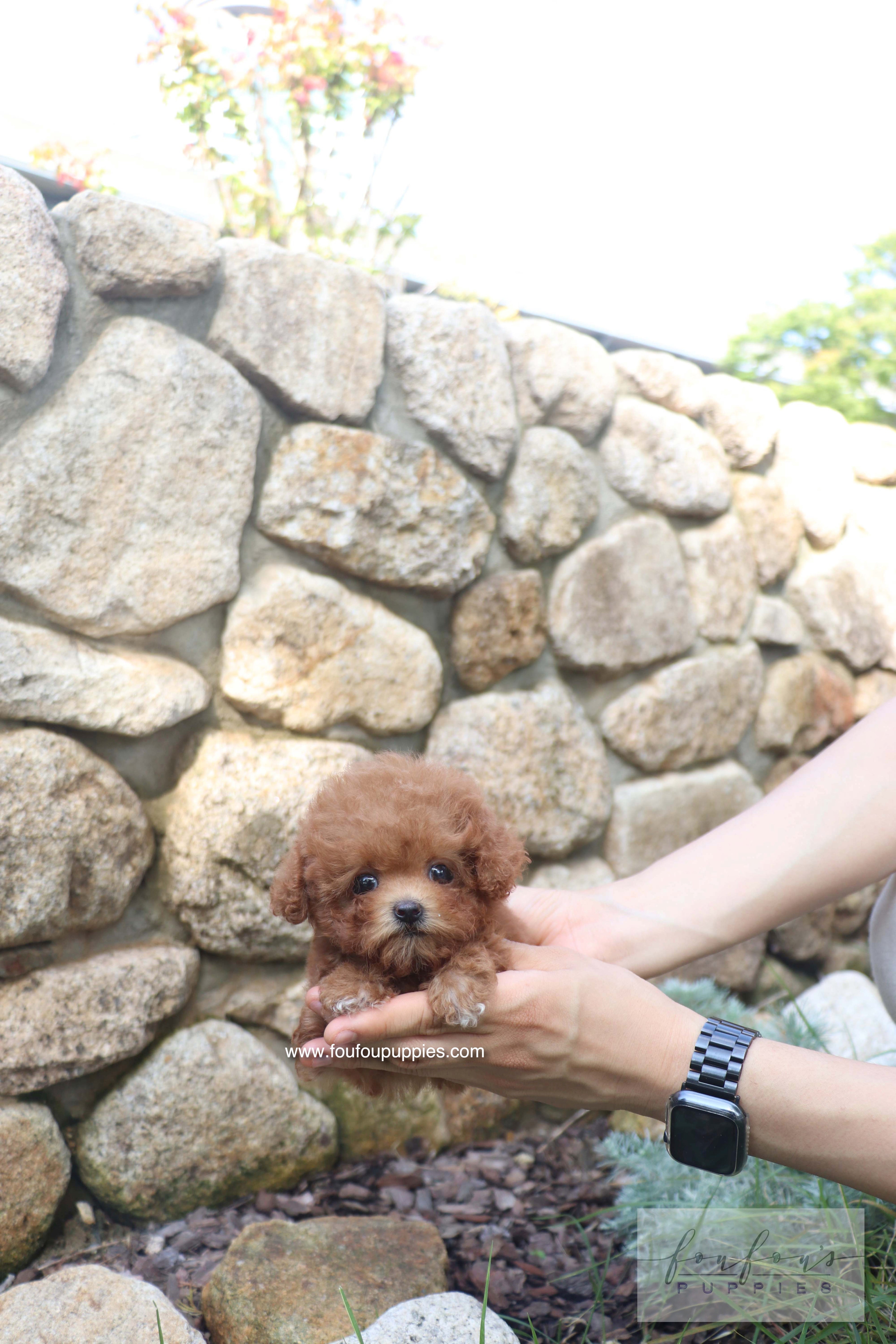 Valentina - Poodle F. RESERVED