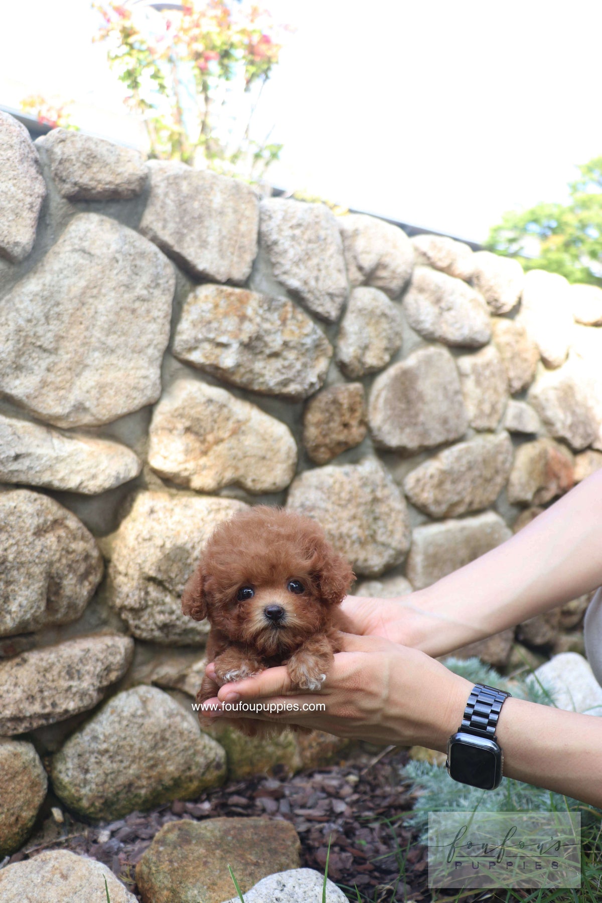 Valentina - Poodle F.