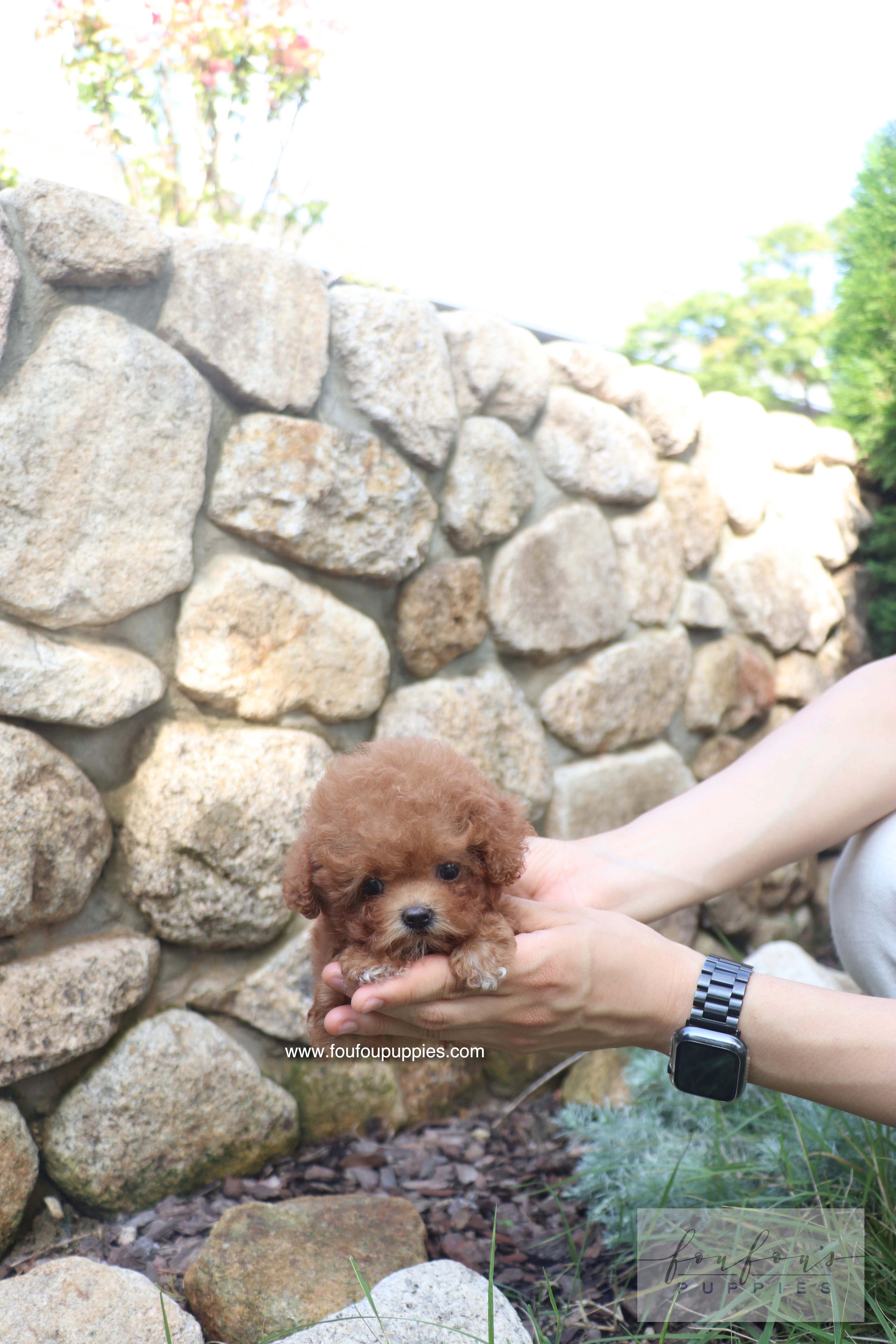 Valentina - Poodle F. RESERVED