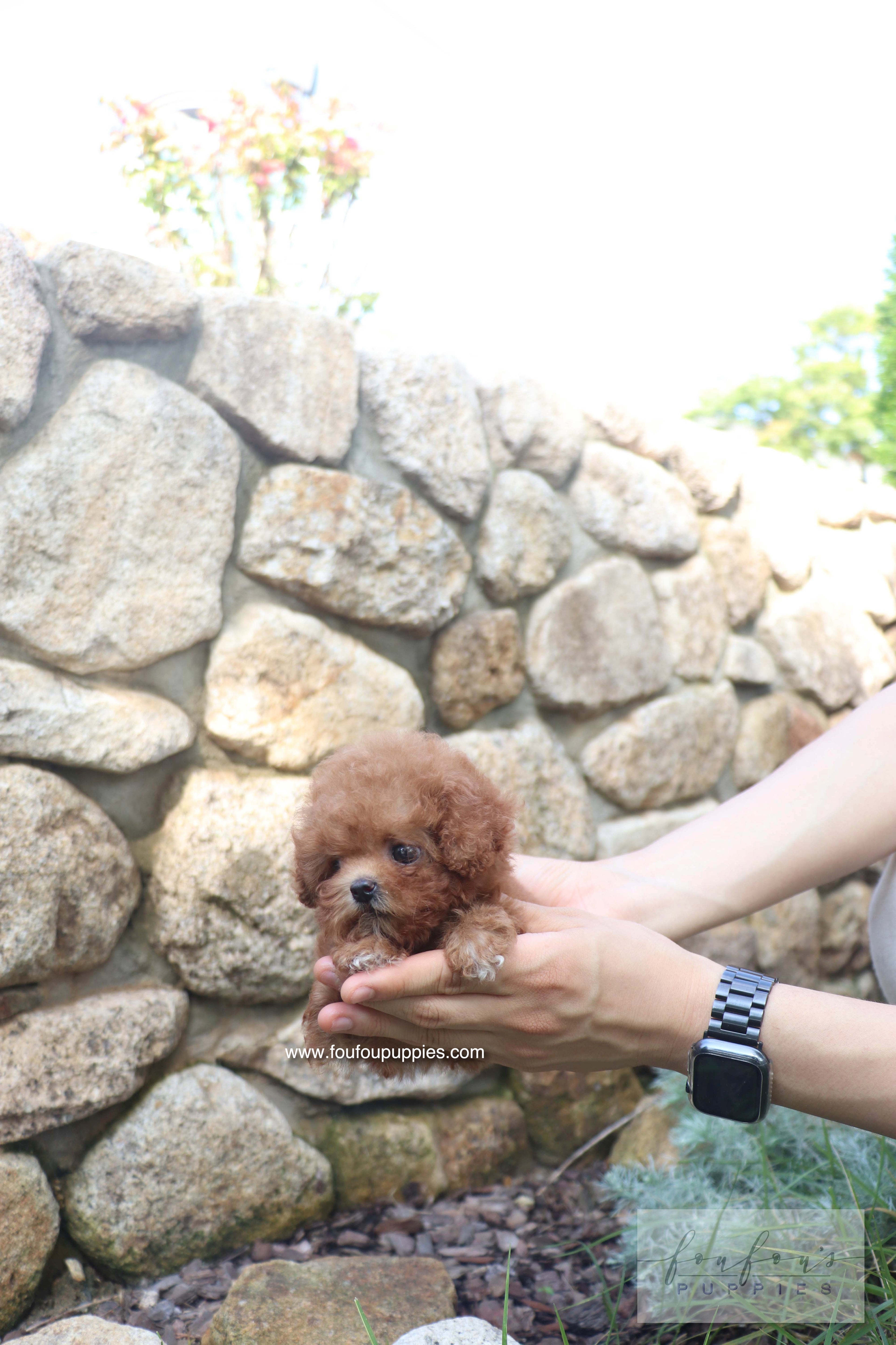 Valentina - Poodle F. RESERVED