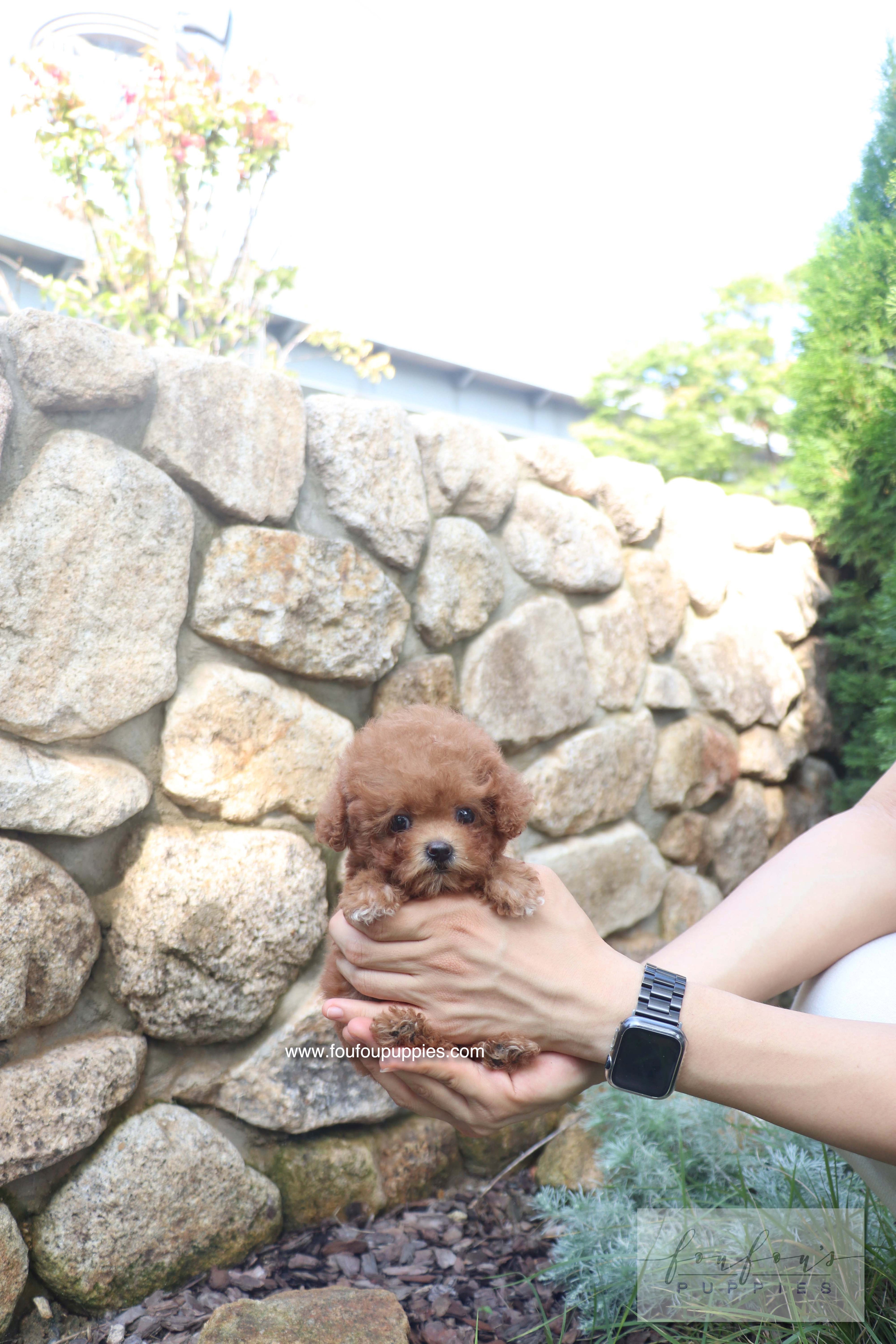Valentina - Poodle F. RESERVED