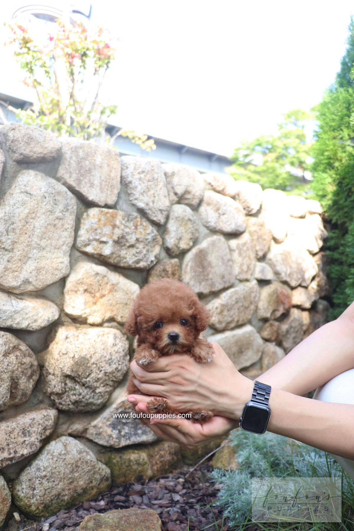 Valentina - Poodle F.