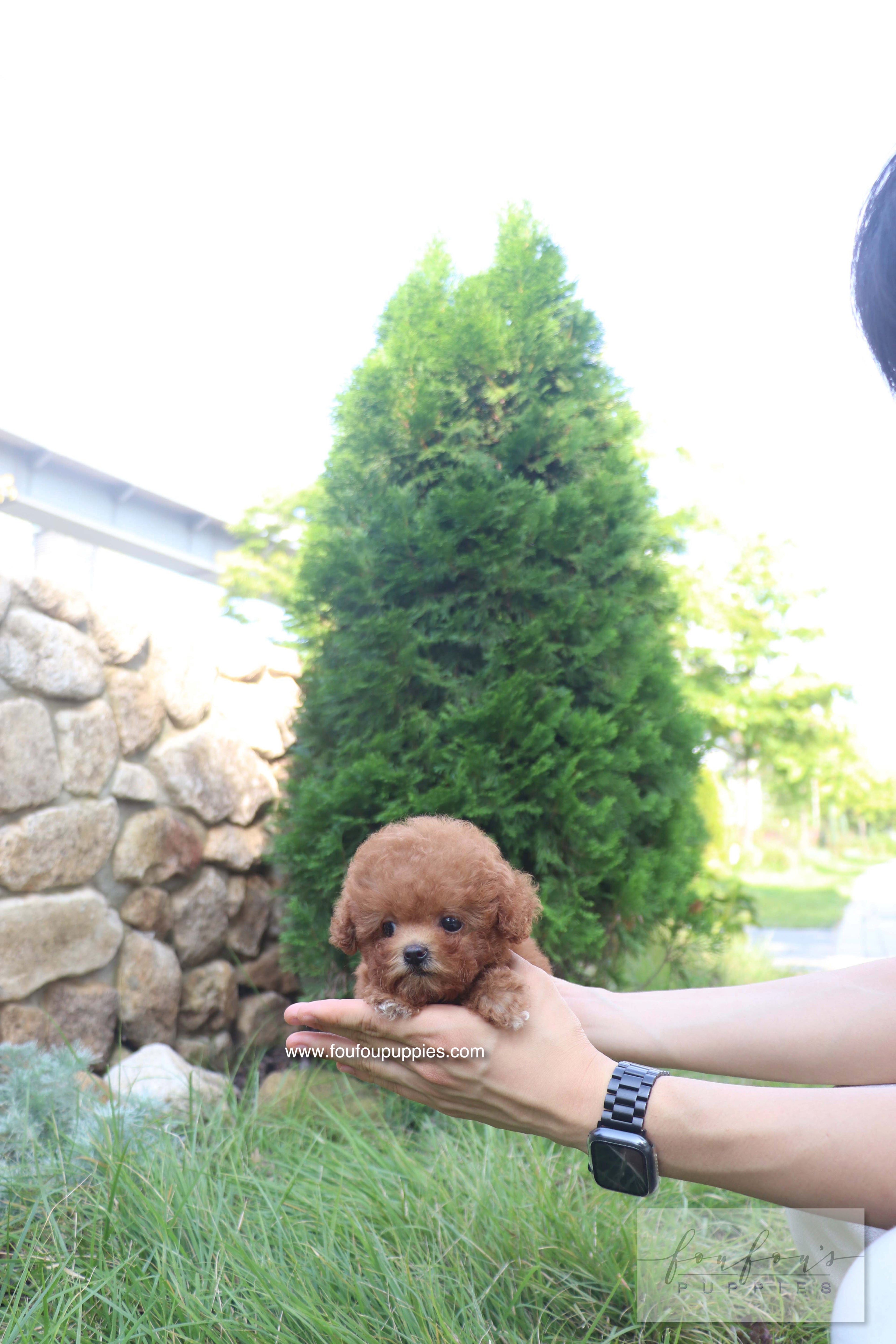 Valentina - Poodle F. RESERVED