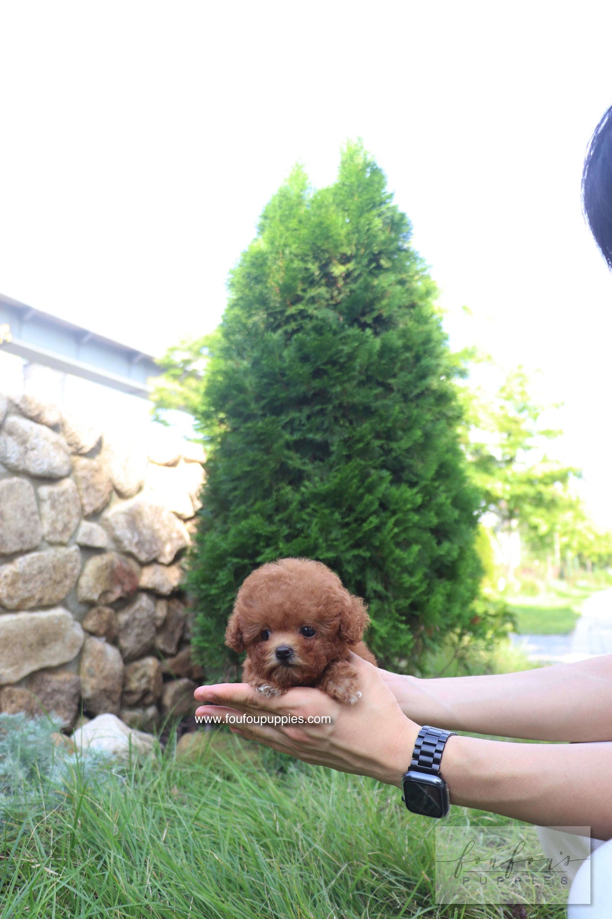 Valentina - Poodle F.