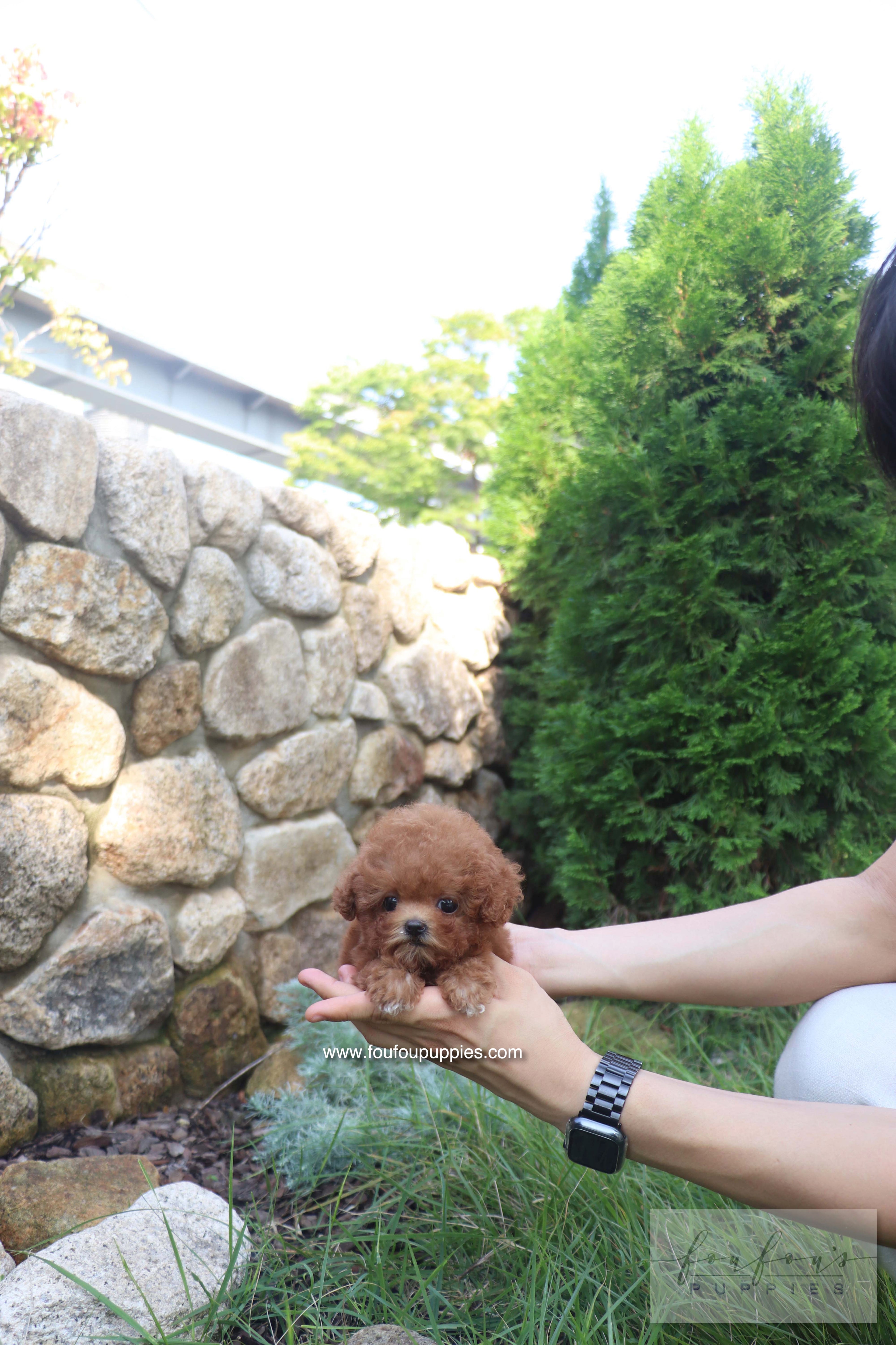 Valentina - Poodle F. RESERVED