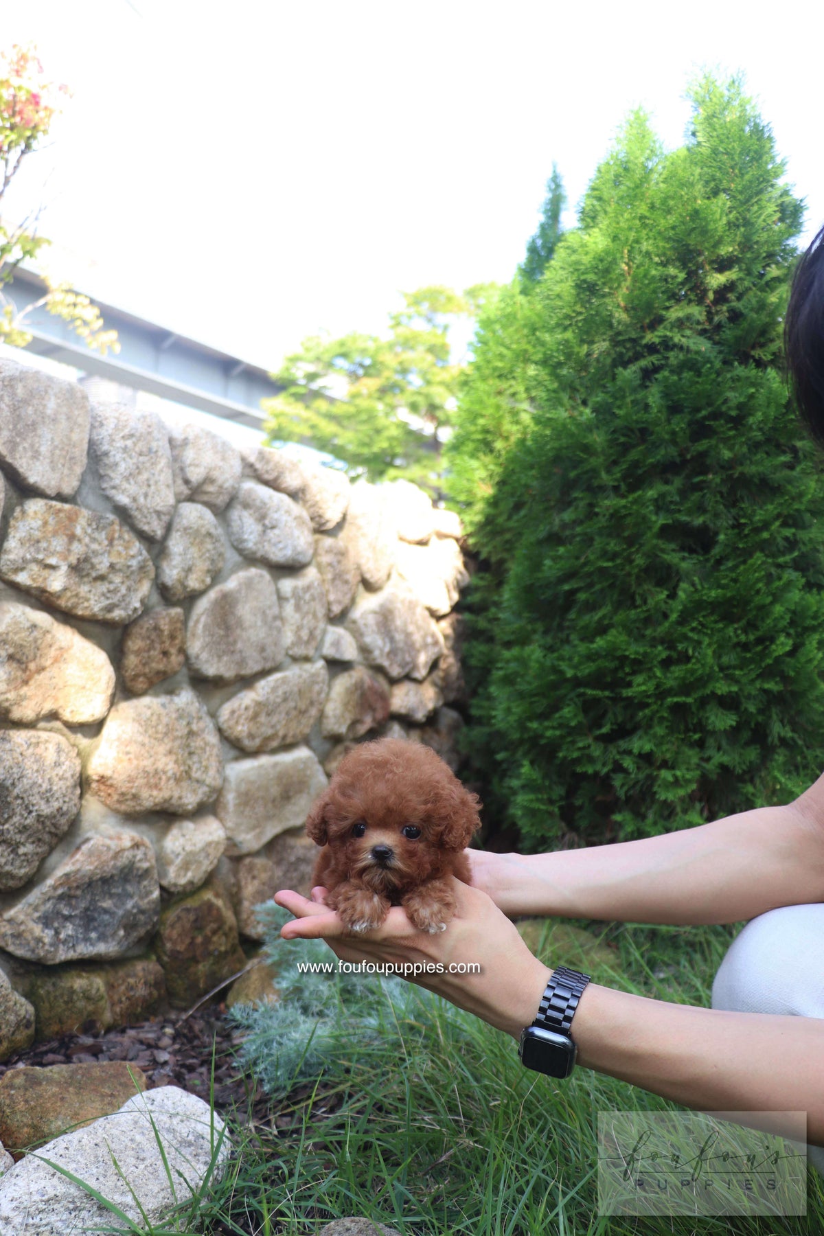 Valentina - Poodle F.