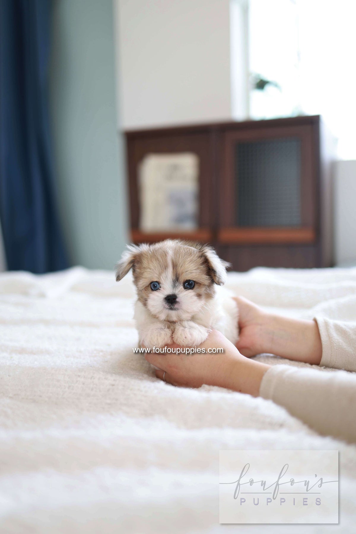 Bambi - Maltipoo F.