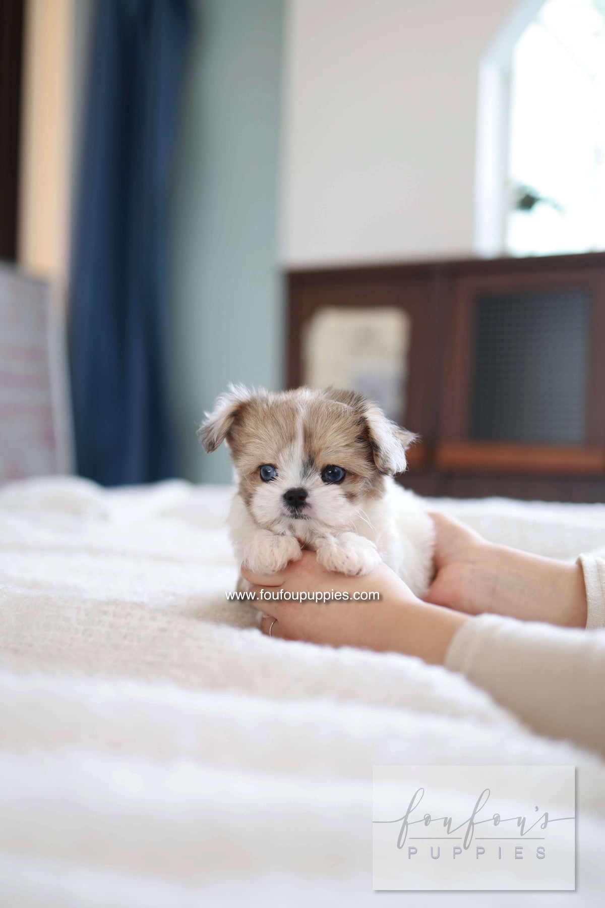 Bambi - Maltipoo F.