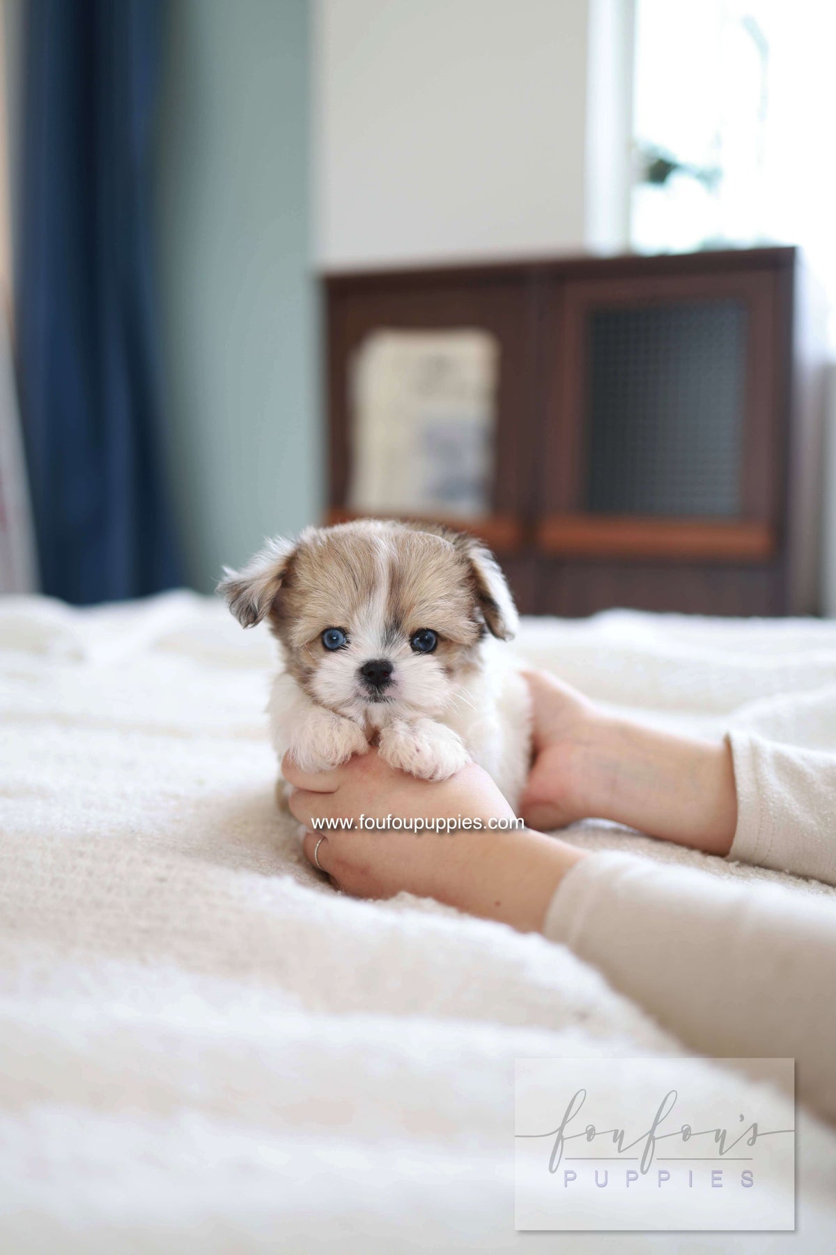 Bambi - Maltipoo F.