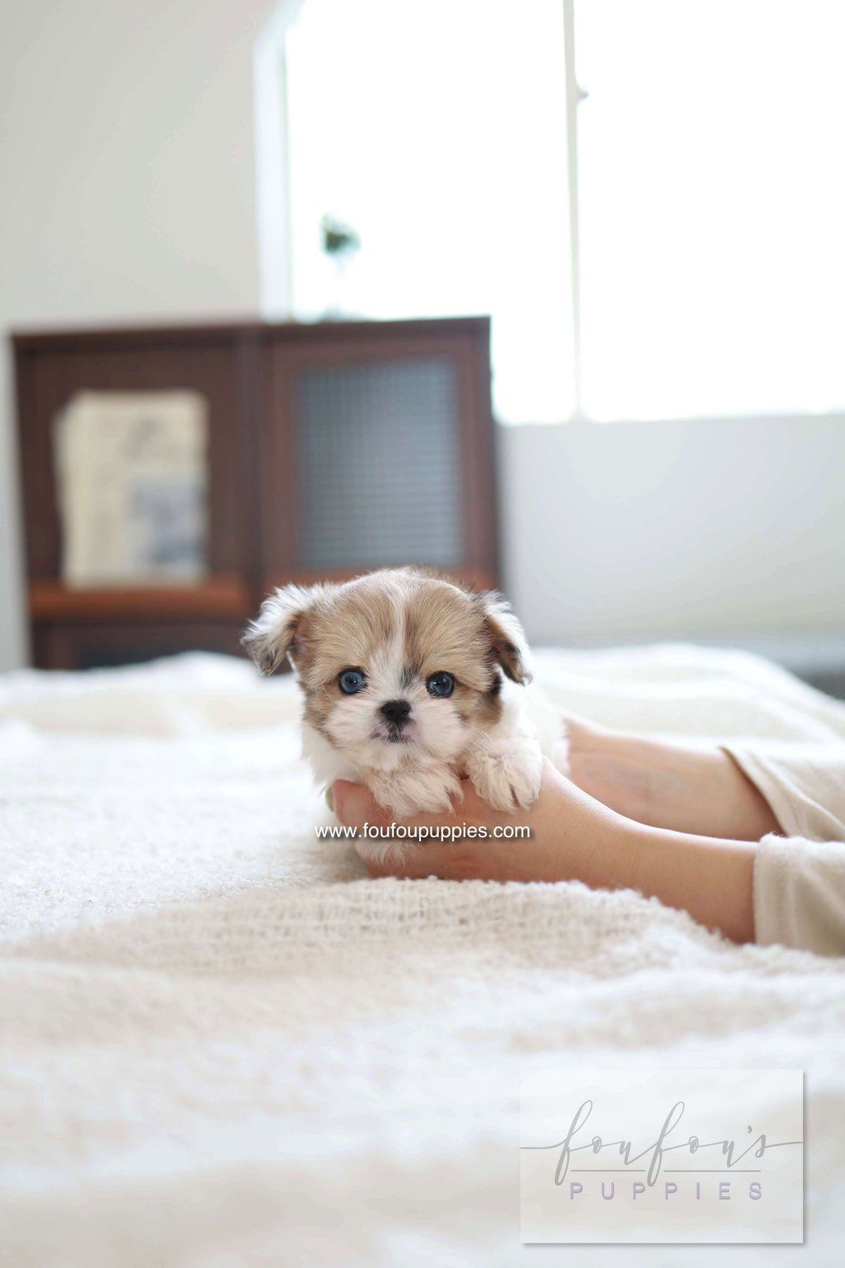 Bambi - Maltipoo F.