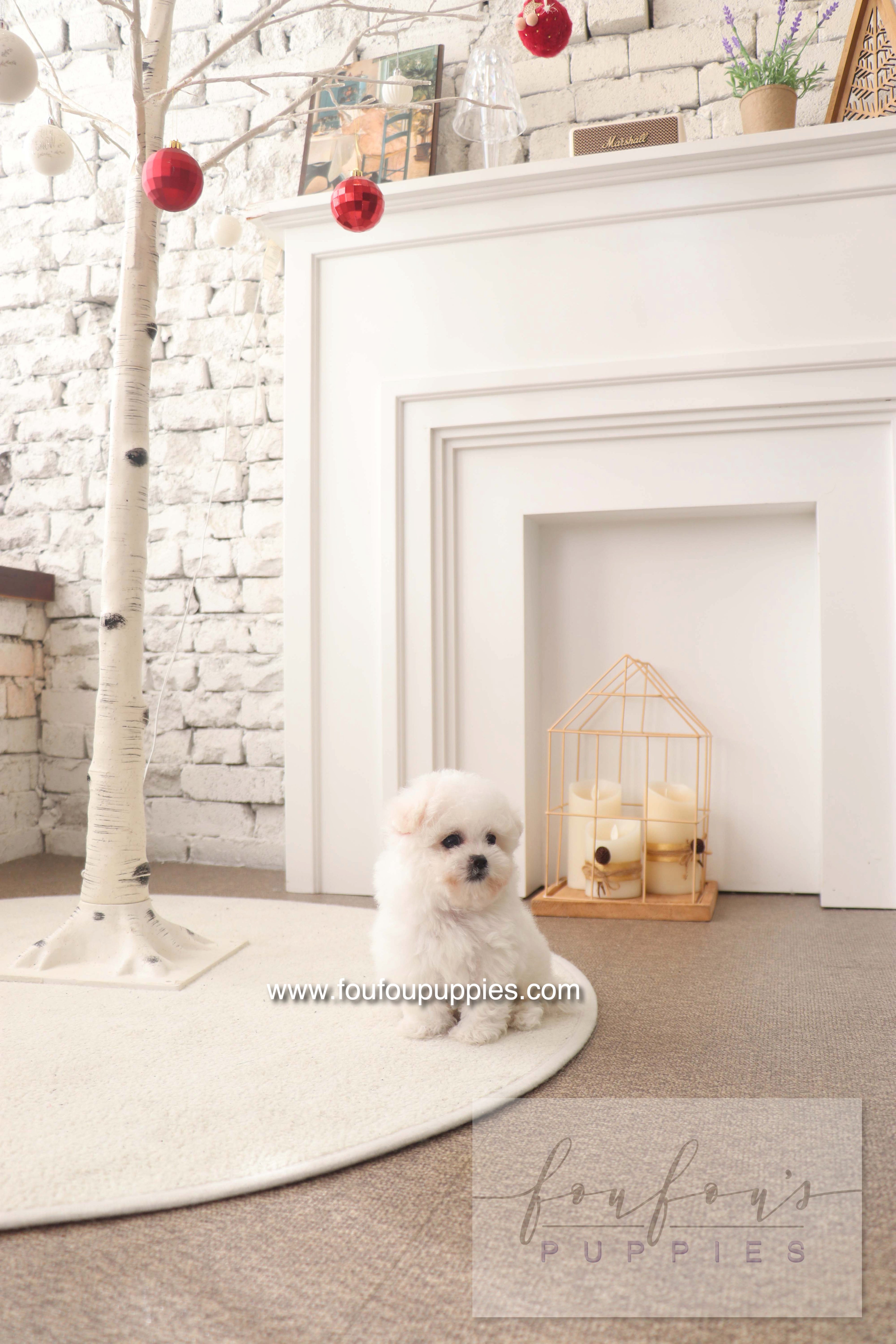 BeBe - Bichon Frisé F.