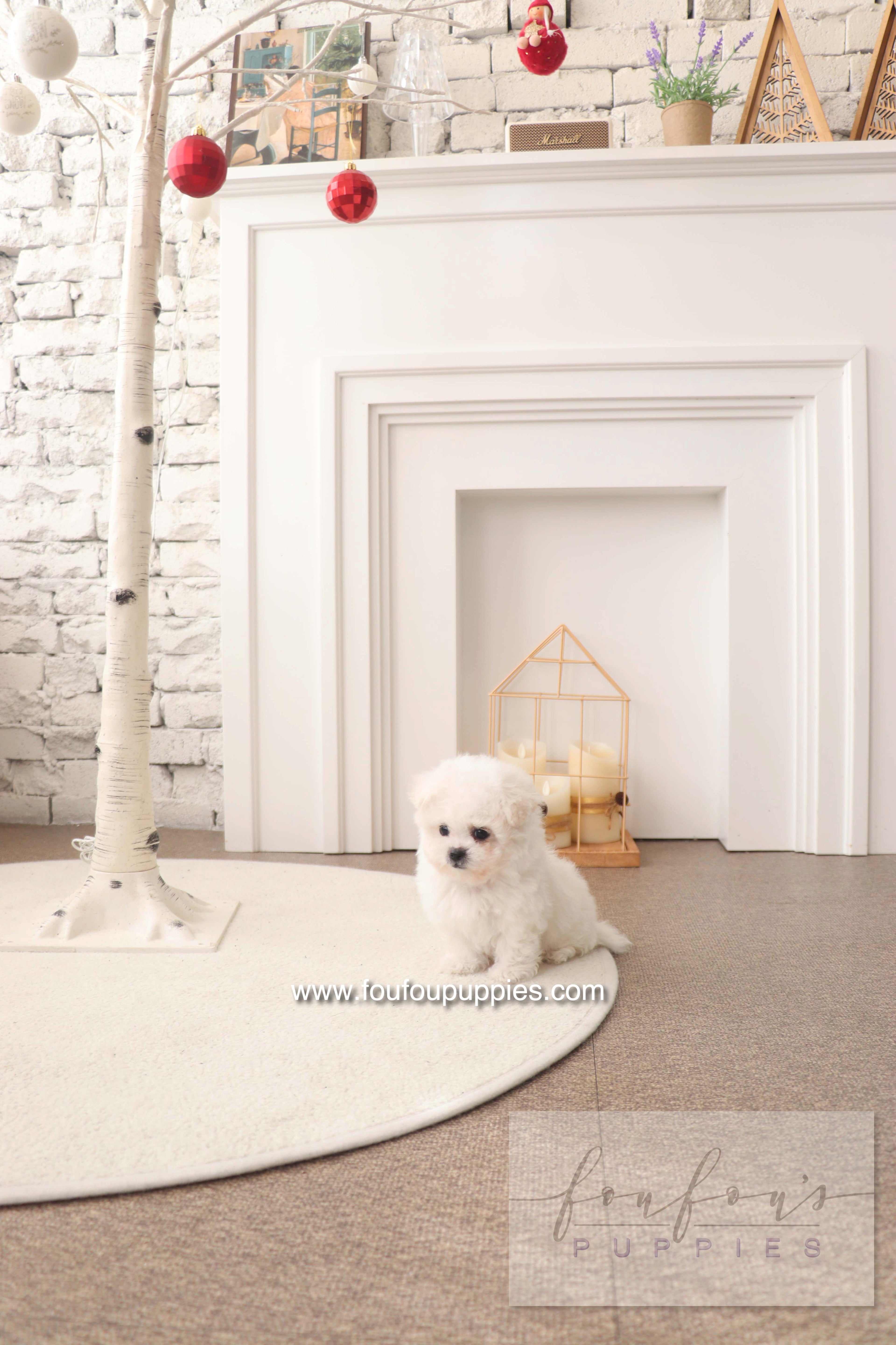 BeBe - Bichon Frisé F.